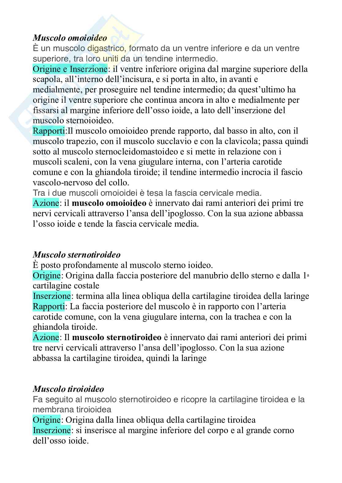 Muscoli: Cranio, tronco, dorso, addome, arti Pag. 31