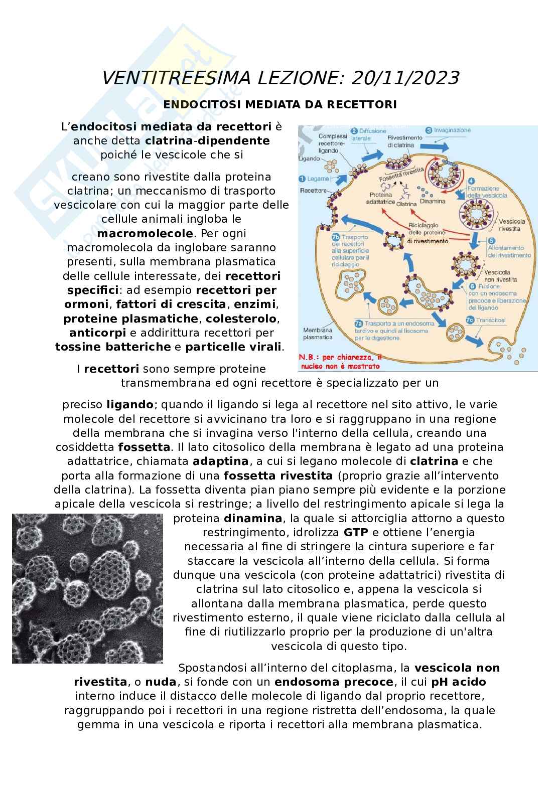 Appunti Citologia e istologia Pag. 1