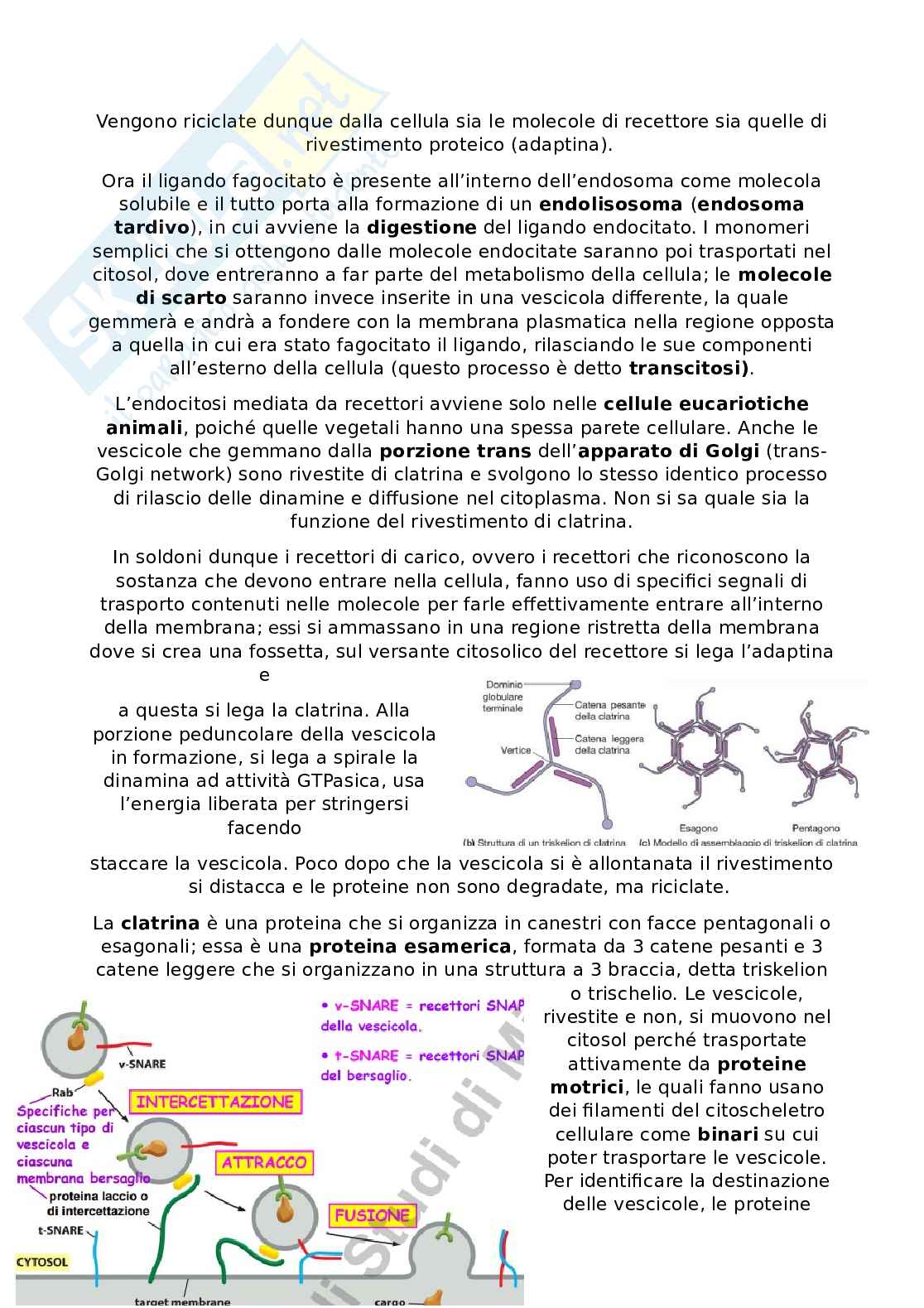 Appunti Citologia e istologia Pag. 2