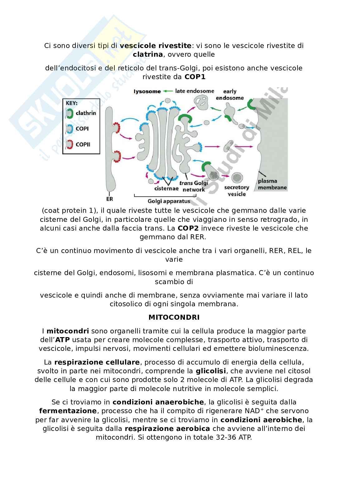 Appunti Citologia e istologia Pag. 6
