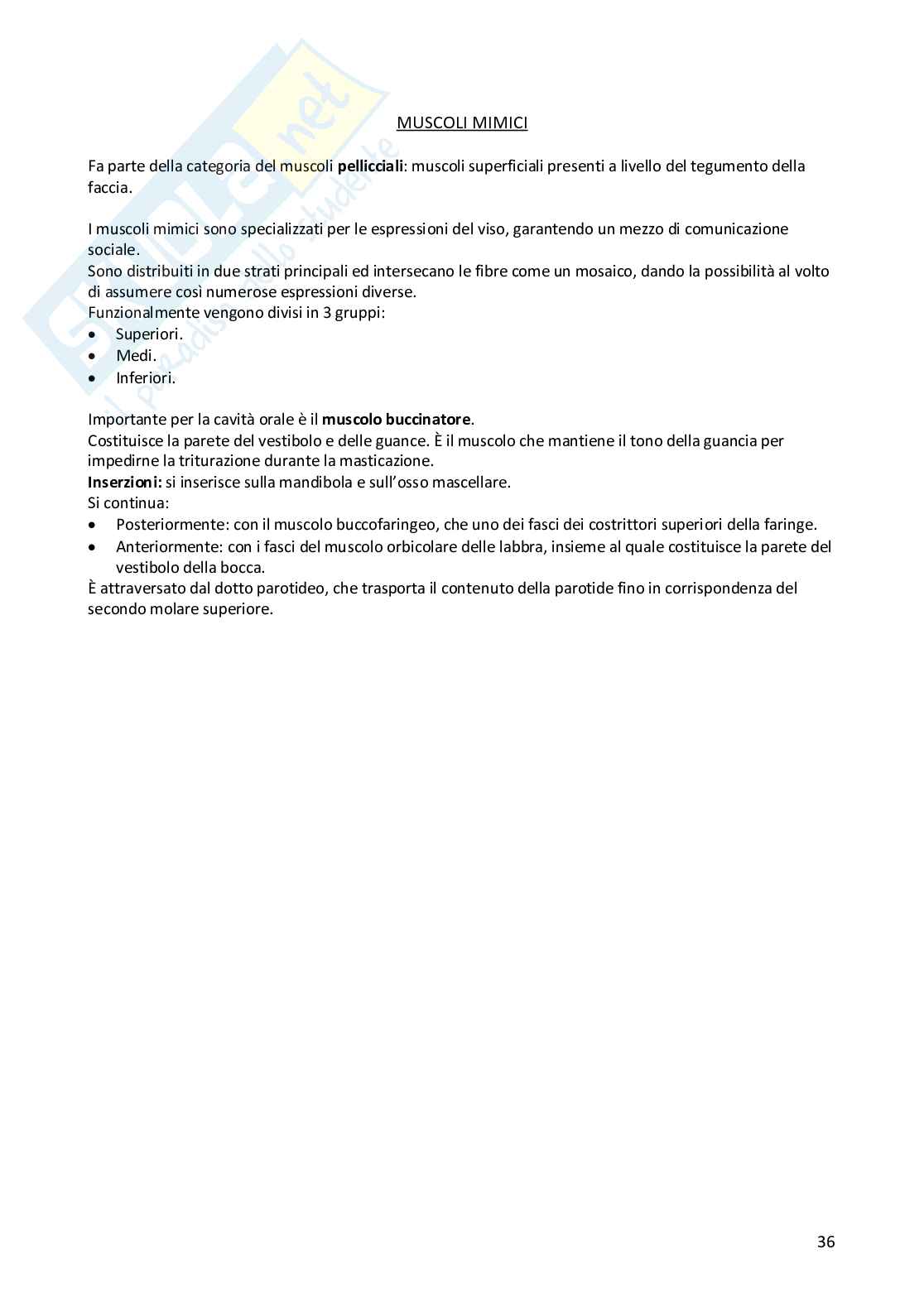 Anatomia oro facciale Pag. 36