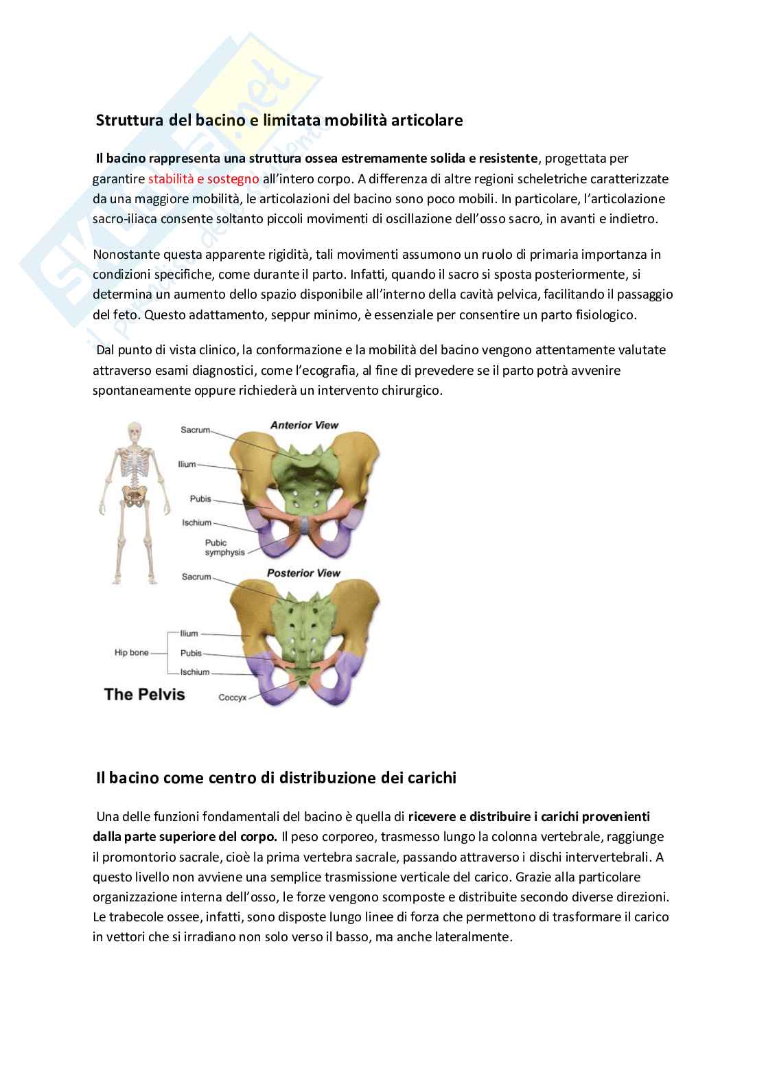 Appunti di Anatomia 1  Pag. 1
