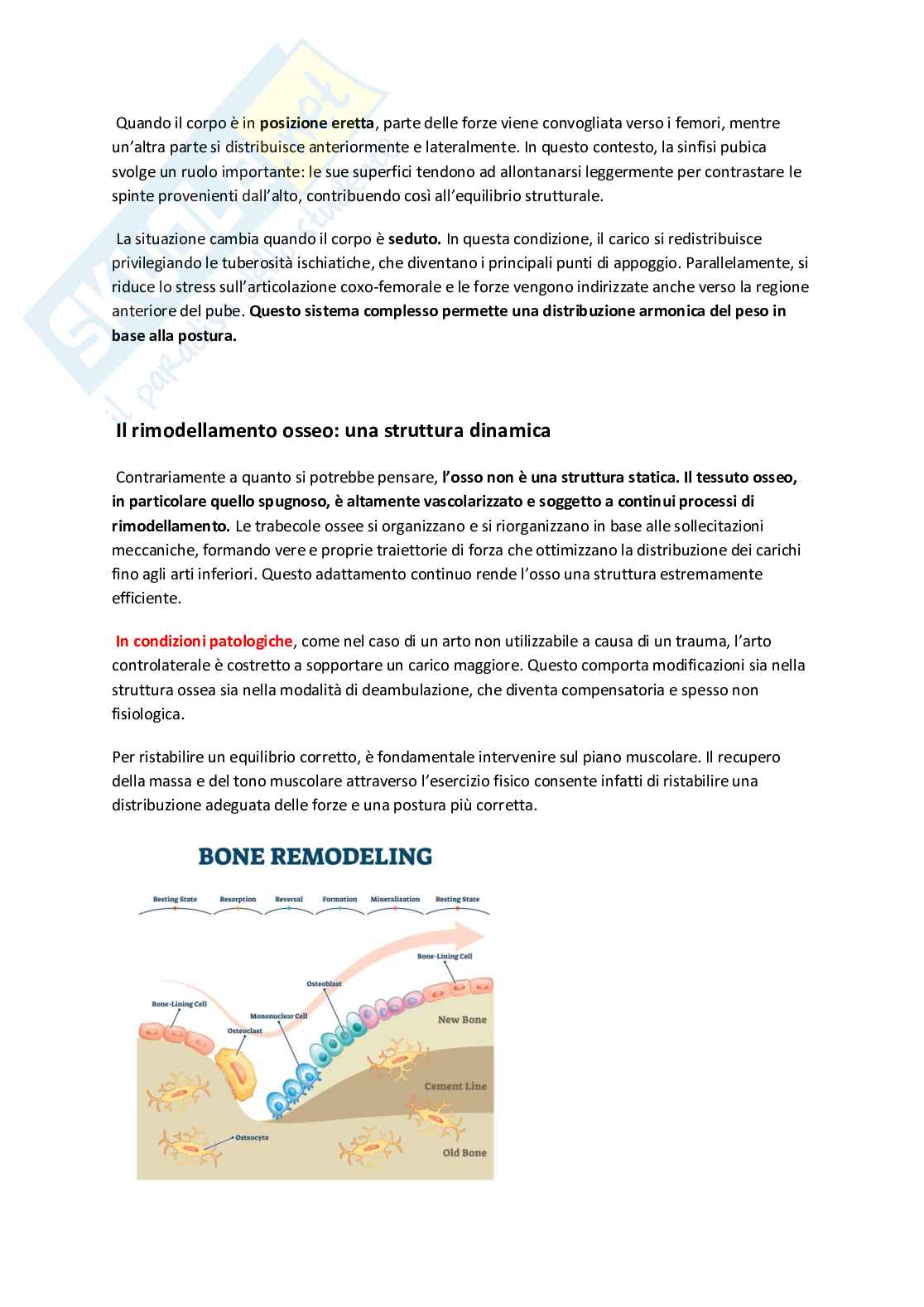 Appunti di Anatomia 1  Pag. 2
