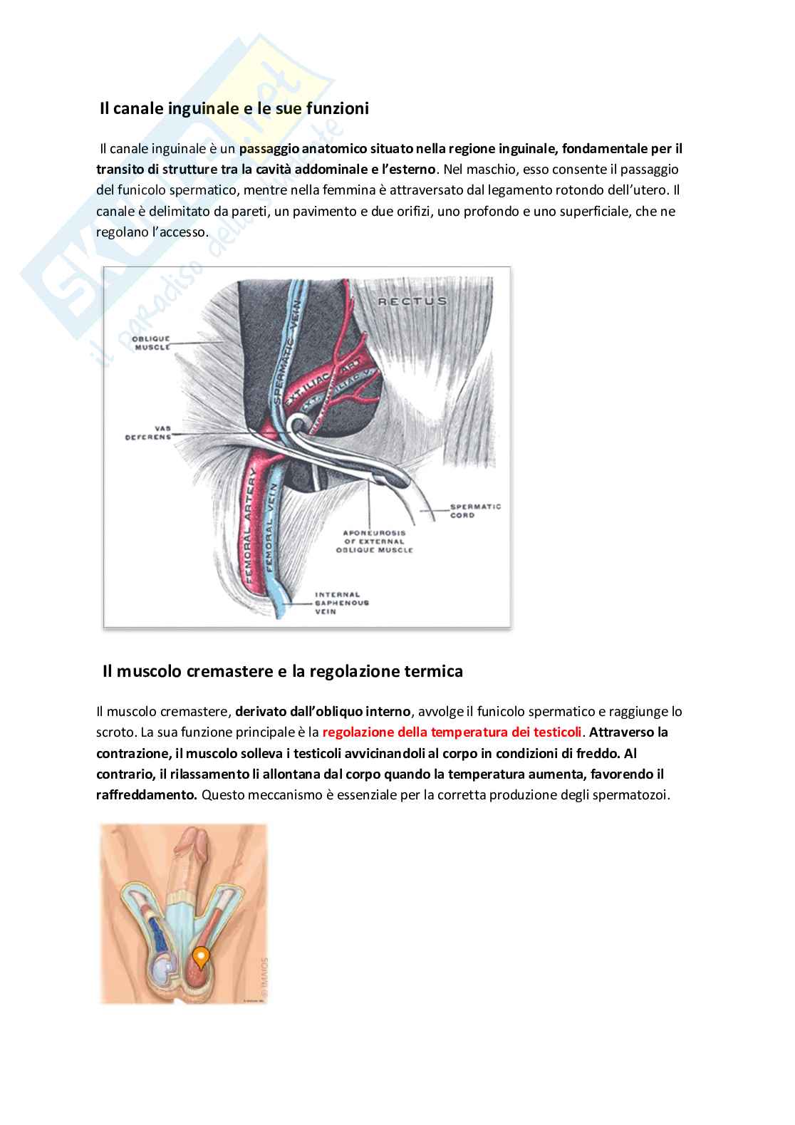 Appunti di Anatomia 1  Pag. 6