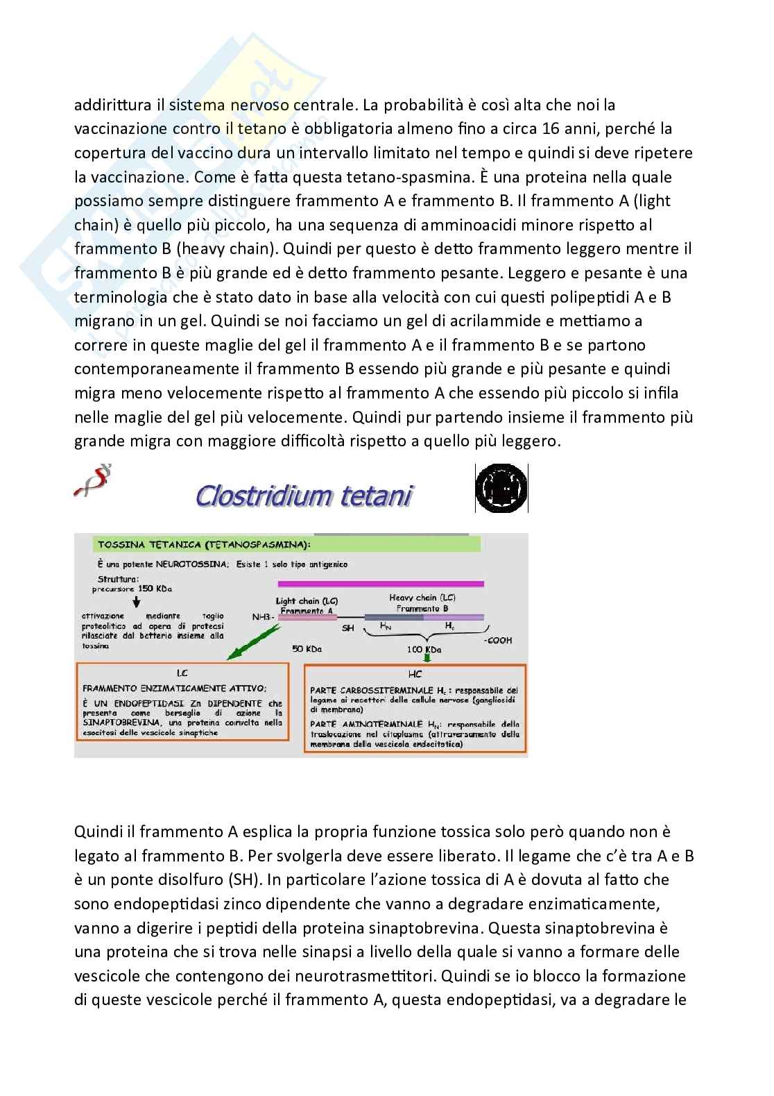 Microbiologia Pag. 51