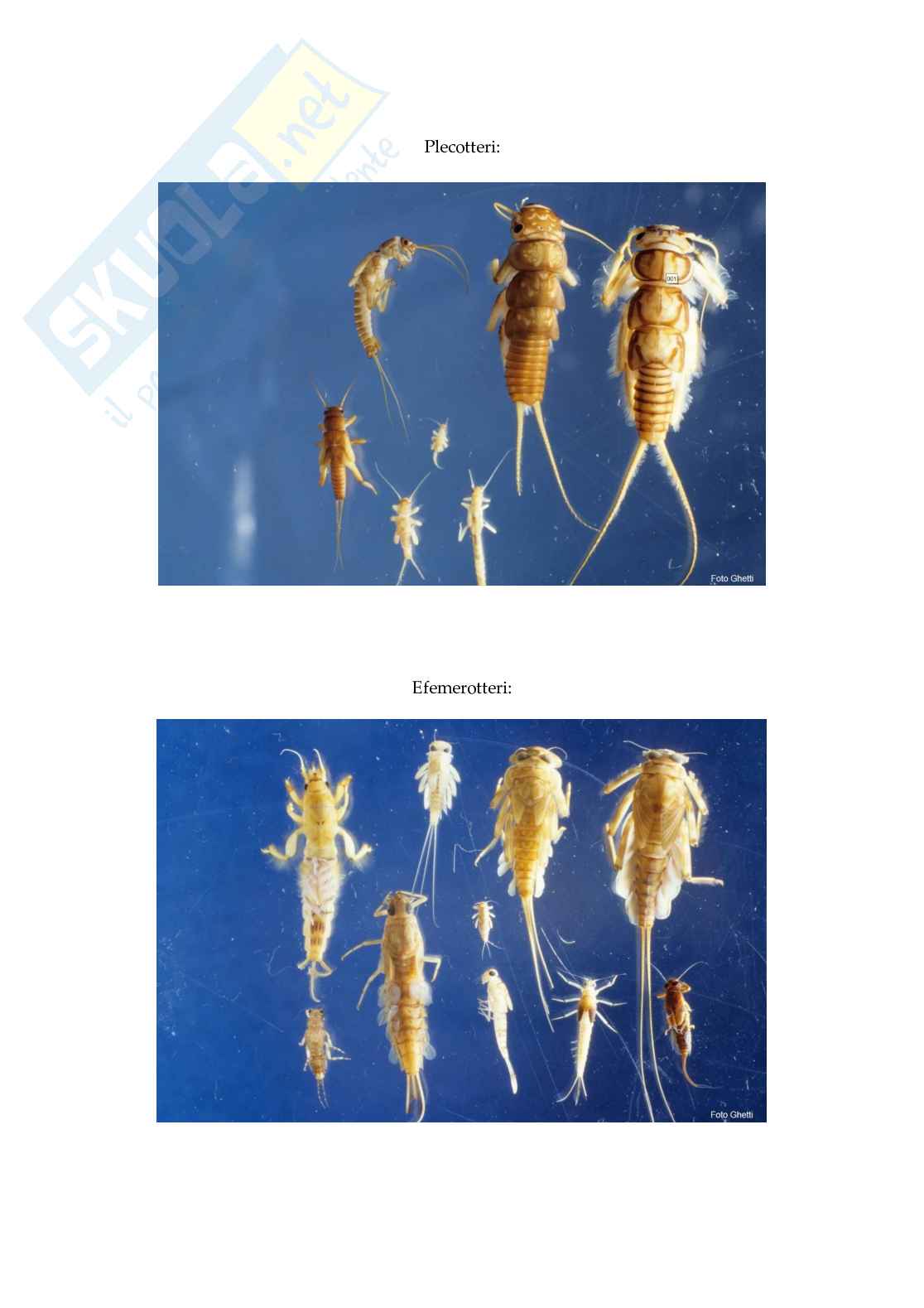 Biomonitoraggio delle acque interne Pag. 46