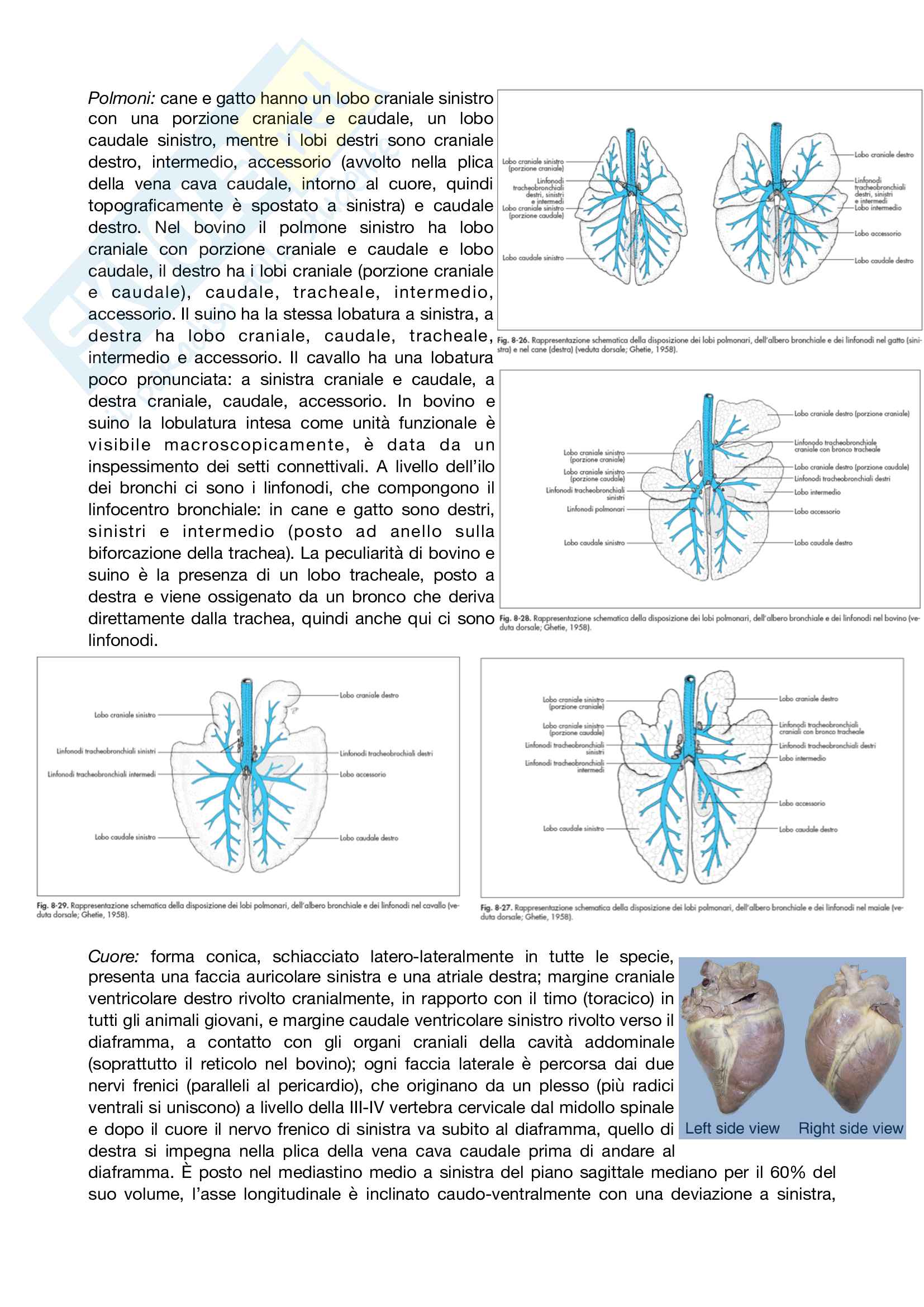 Anatomia topografica Pag. 16