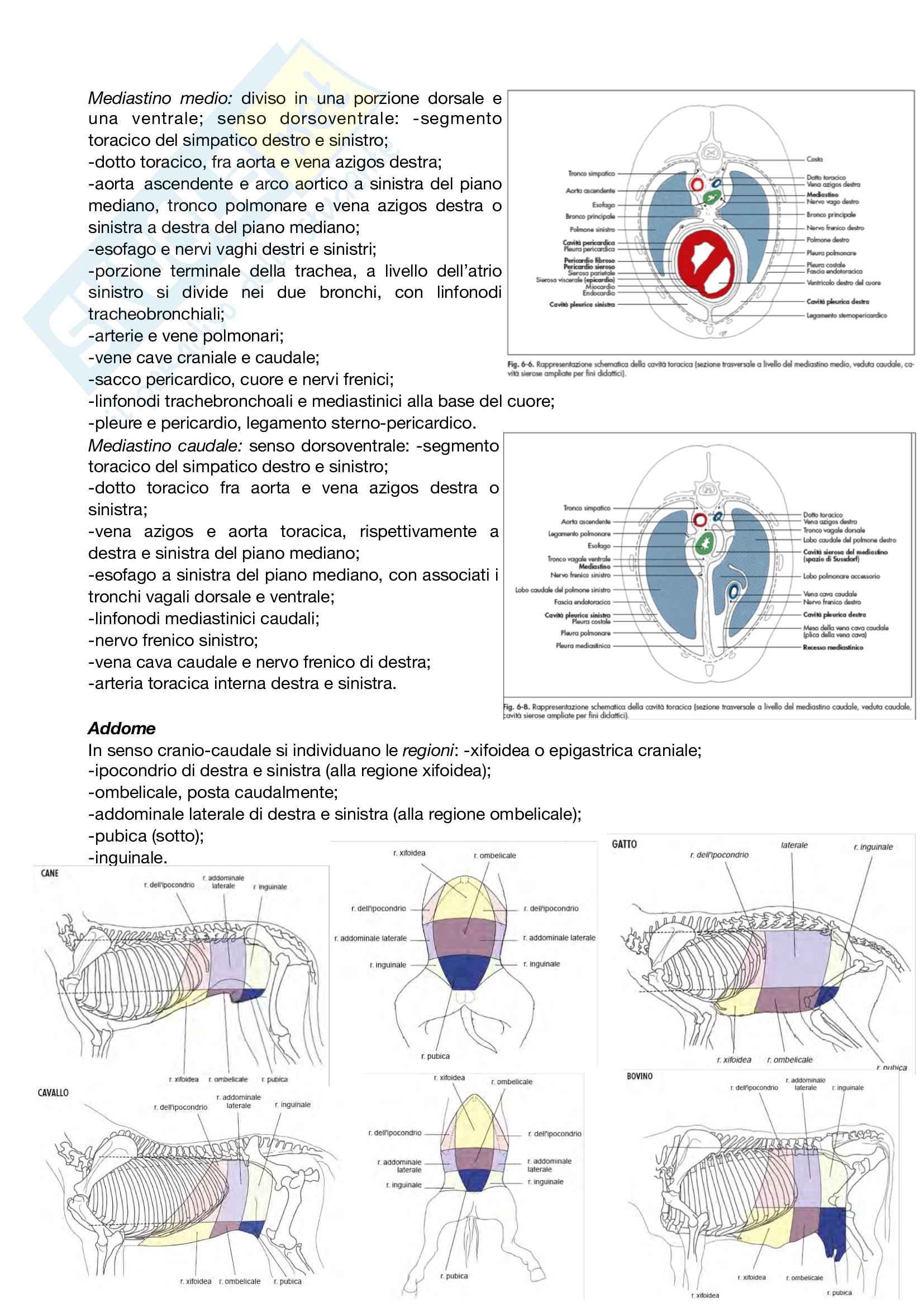 Anatomia topografica Pag. 21
