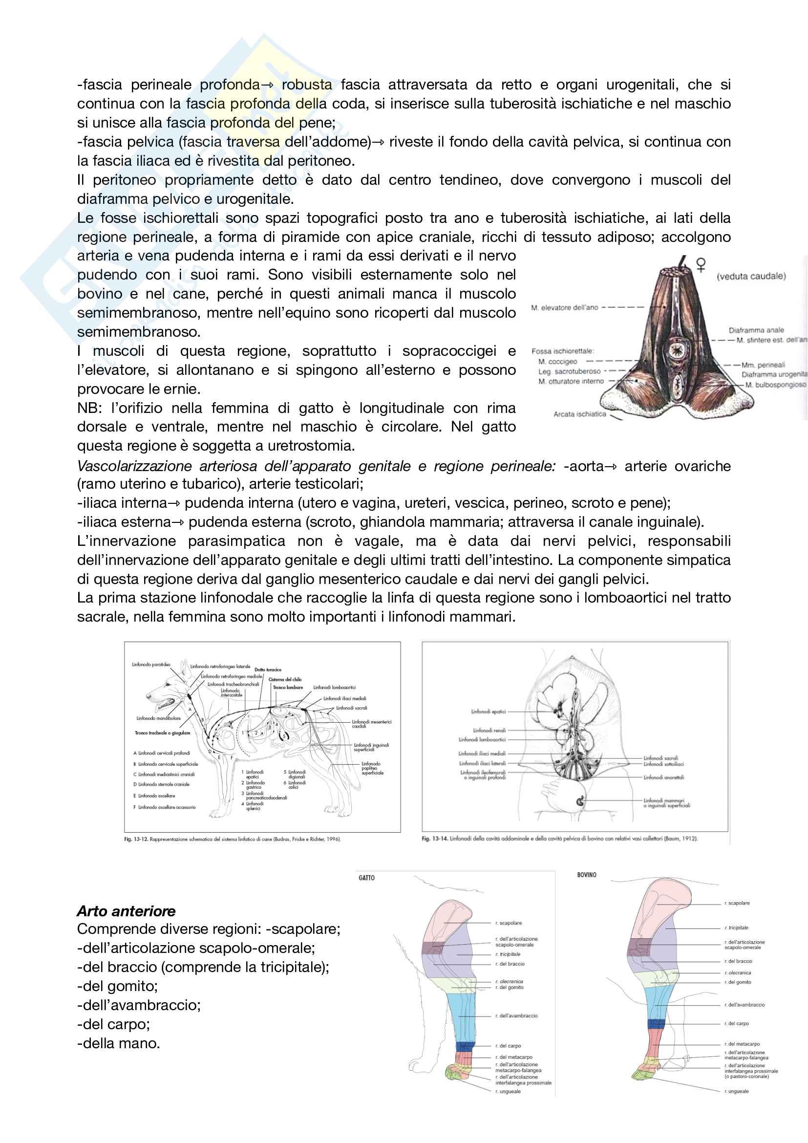 Anatomia topografica Pag. 36