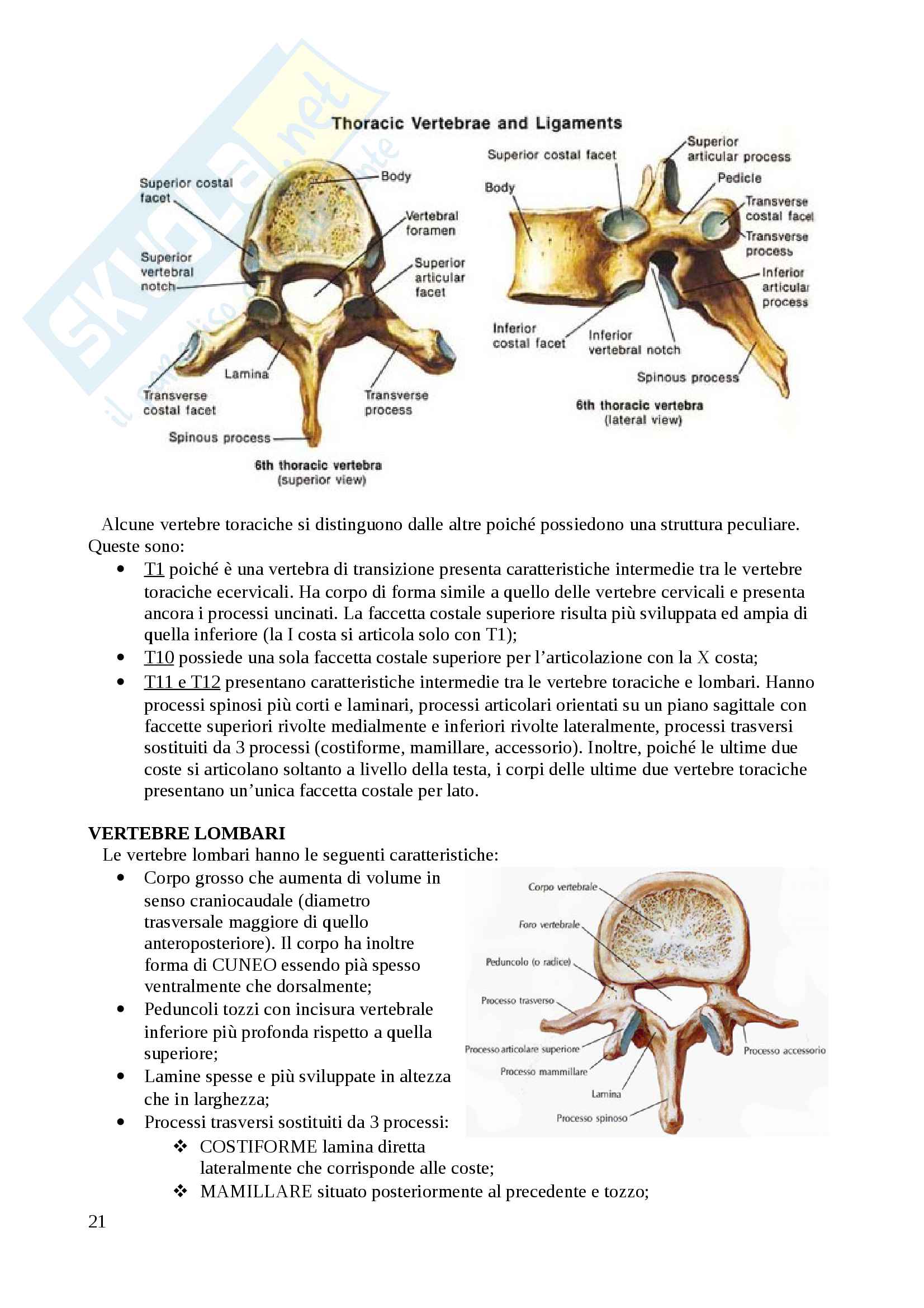Apparato scheletrico Pag. 21