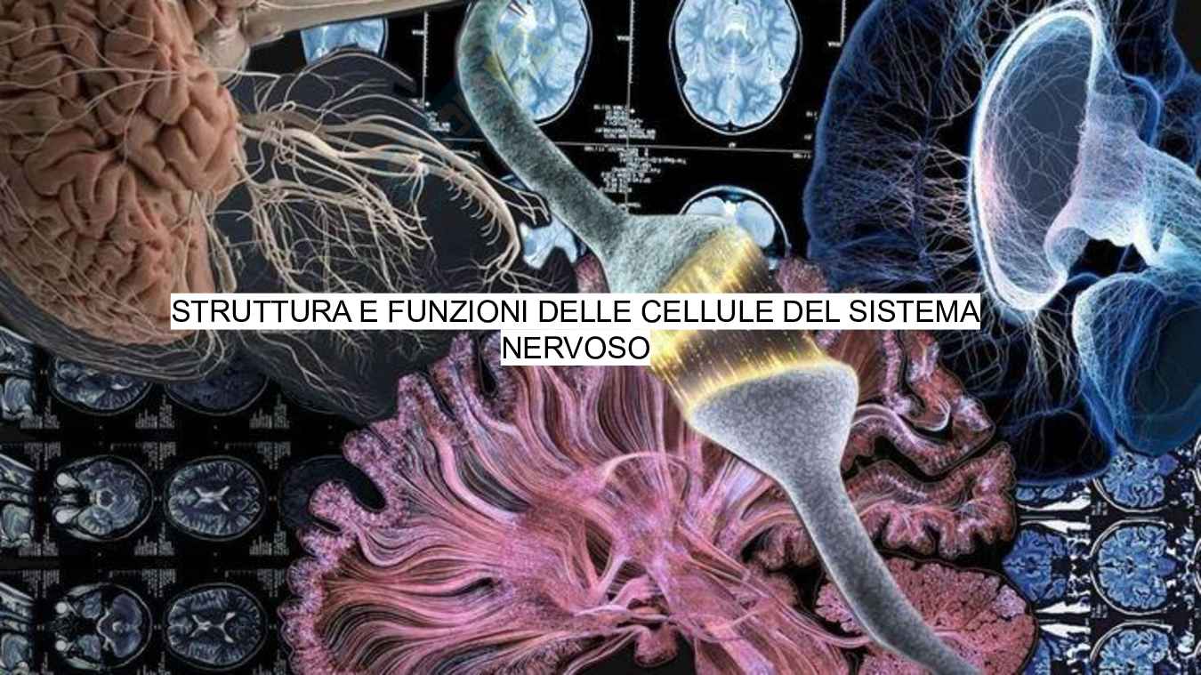 Struttura e funzioni del cervello Pag. 1