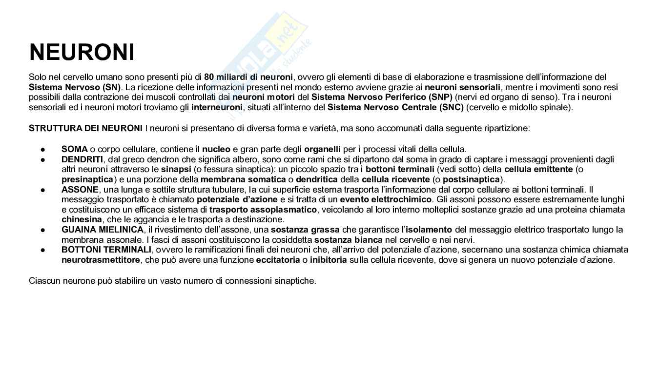 Struttura e funzioni del cervello Pag. 2
