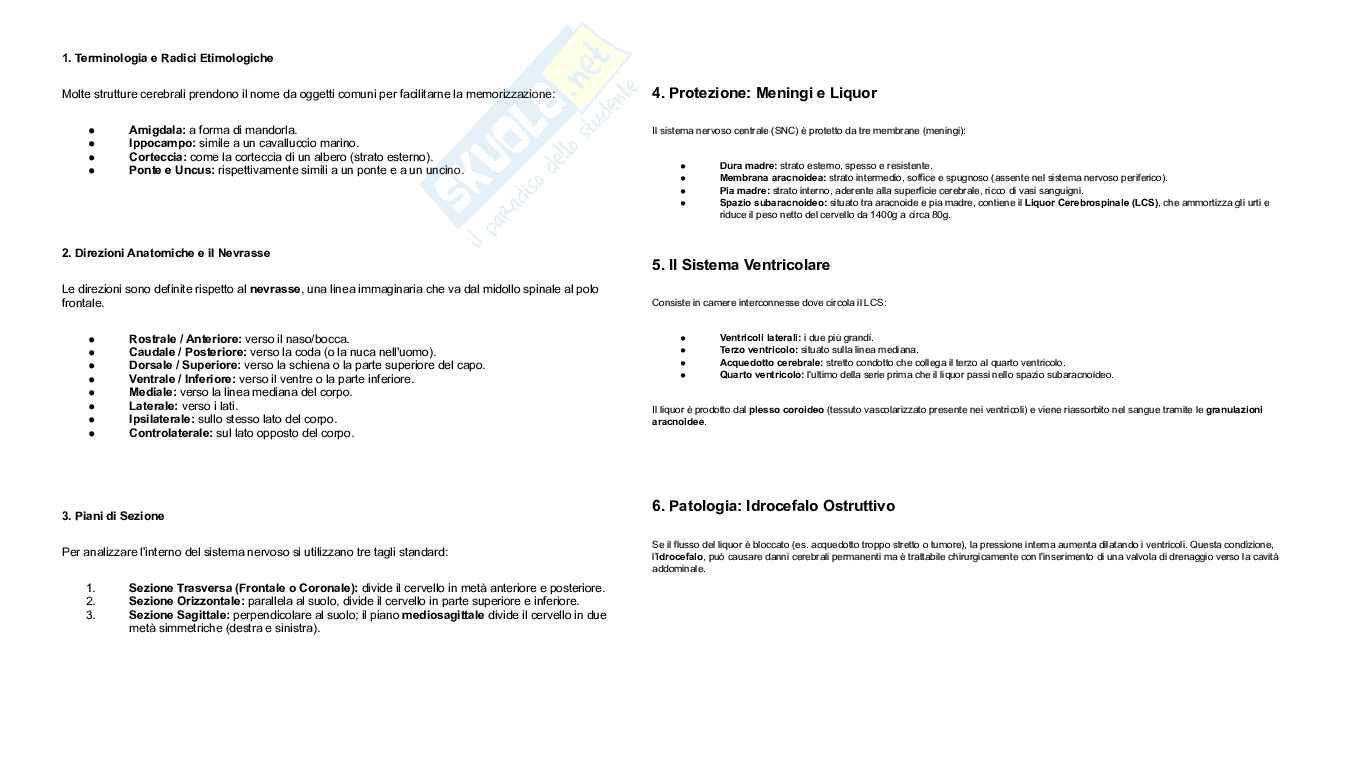 Struttura e funzioni del cervello Pag. 21