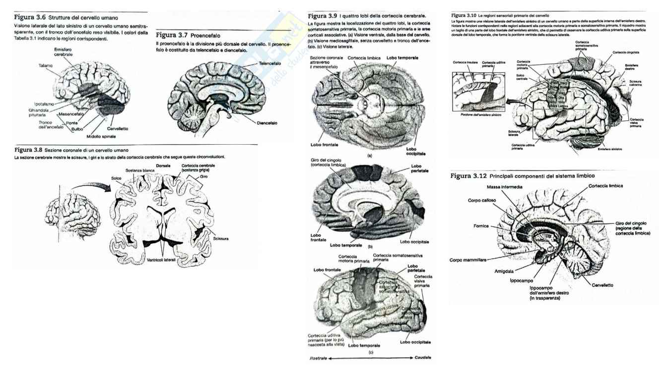 Struttura e funzioni del cervello Pag. 41