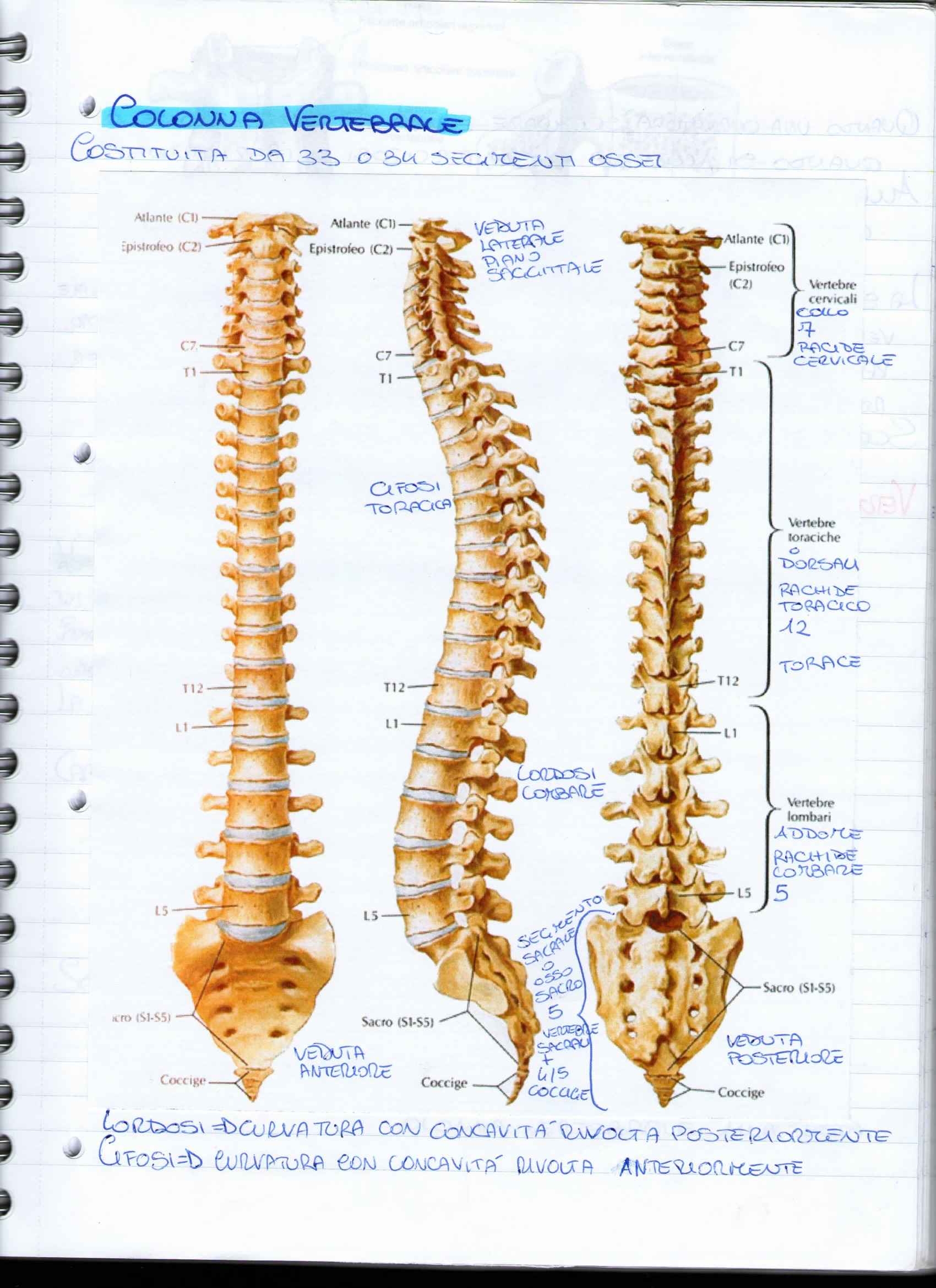 Riassunto esame Anatomia Umana, apparato scheletrico, prof. Ripani, libro consigliato Anatomia umana di Martini, Timmons e Tallitsch Pag. 16