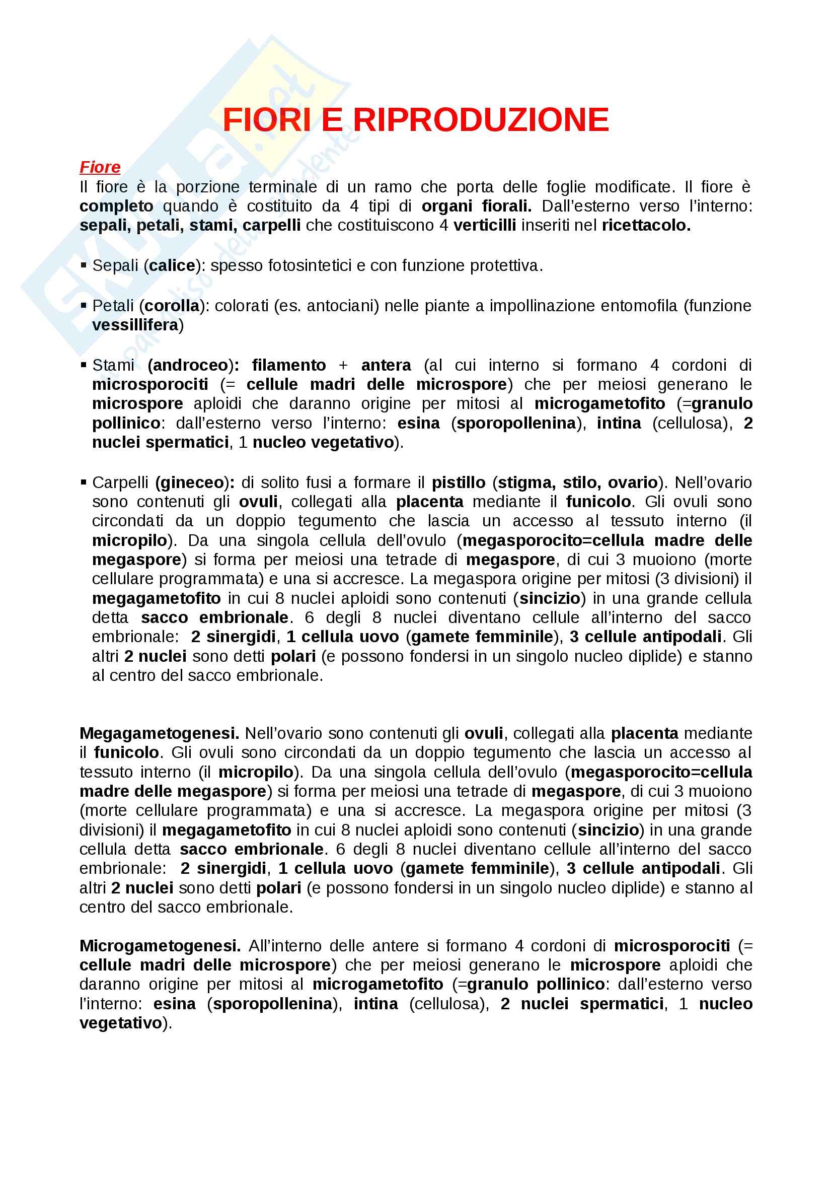 Pianta vascolare, monocotiledoni, dicotiledoni Pag. 6