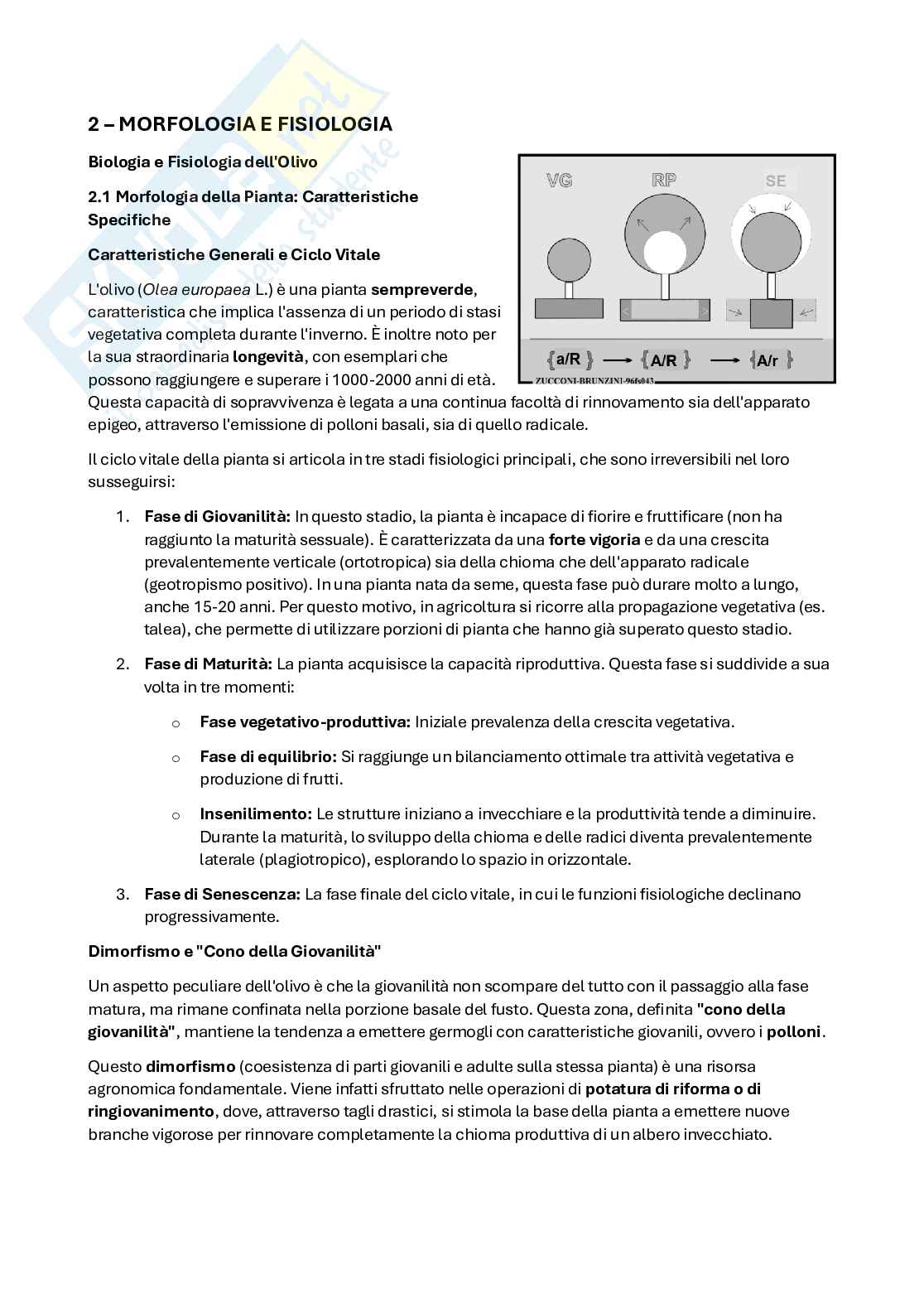 Appunti 2 parte Olivicoltura Pag. 6