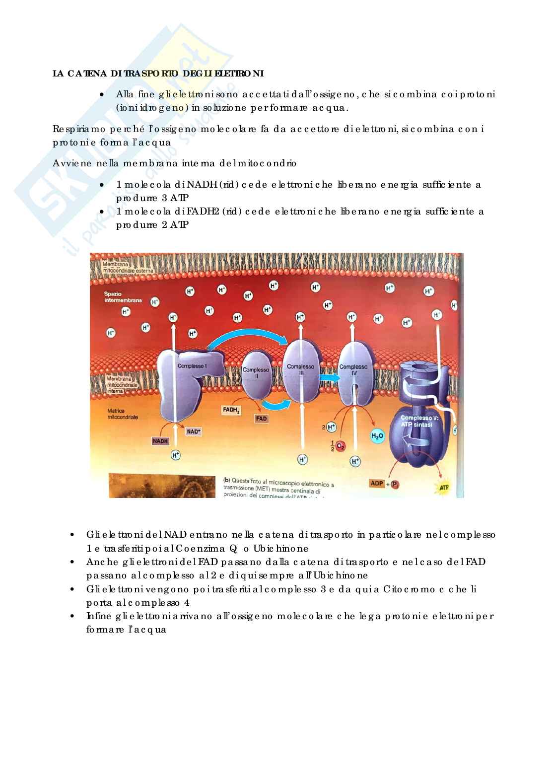 Biologia generale umana Pag. 51