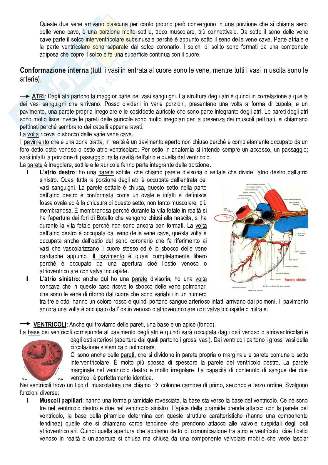 Anatomia degli animali da reddito Pag. 16