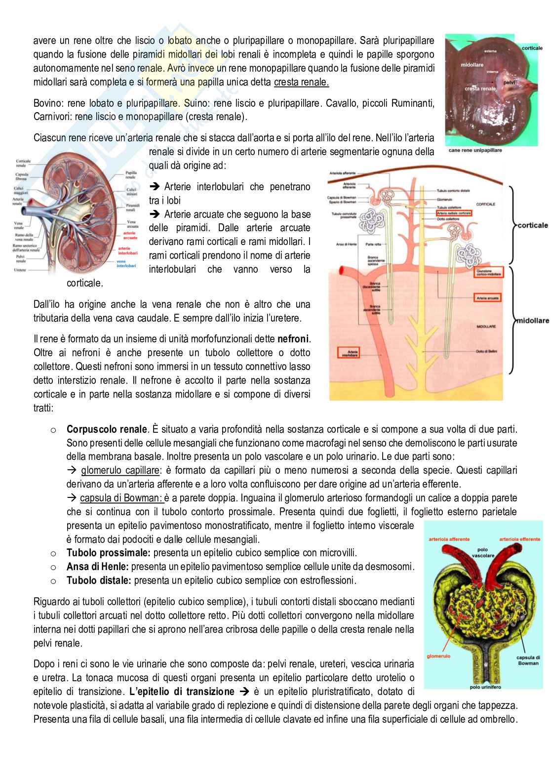 Anatomia degli animali da reddito Pag. 46