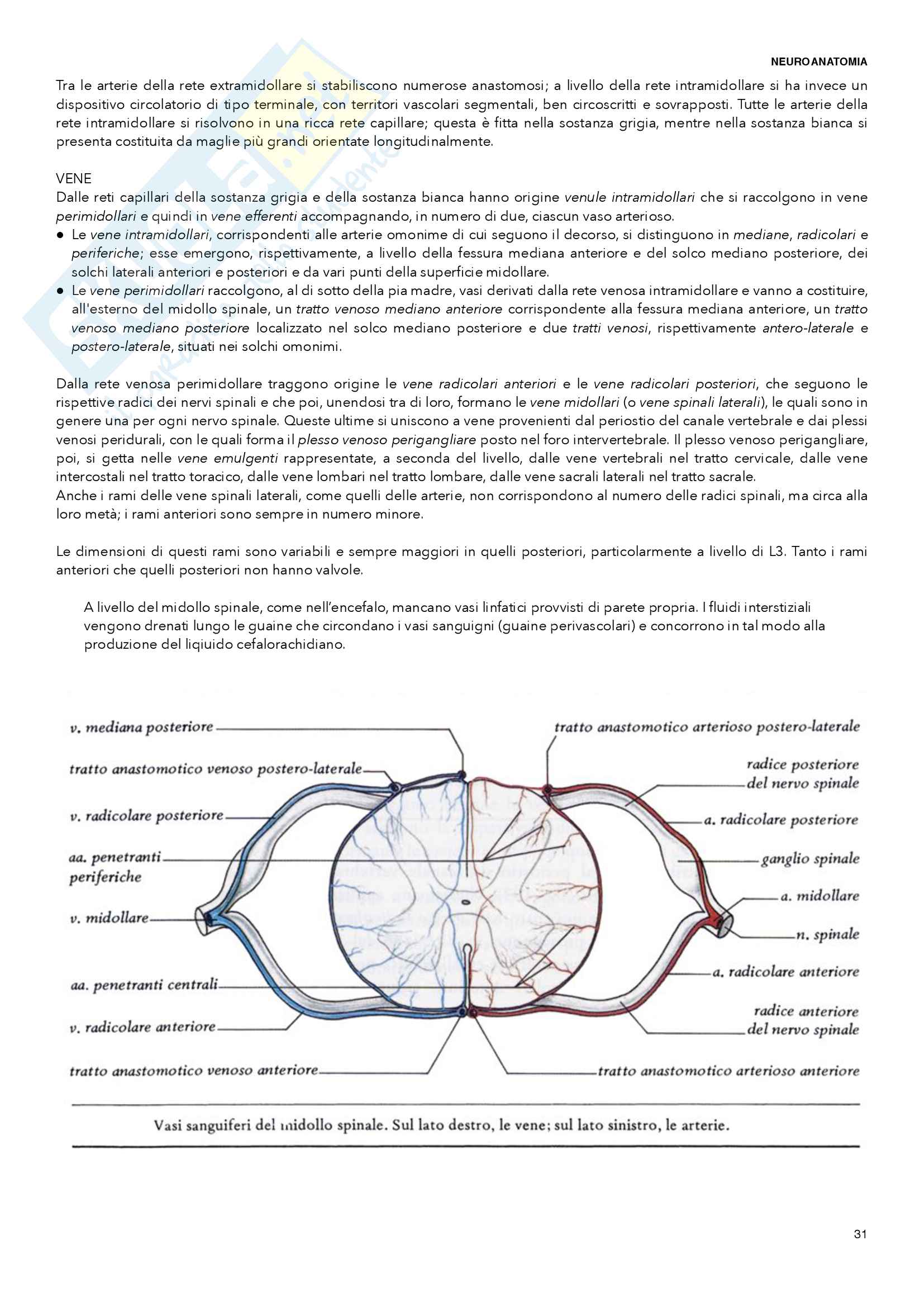 Neuroanatomia Pag. 31