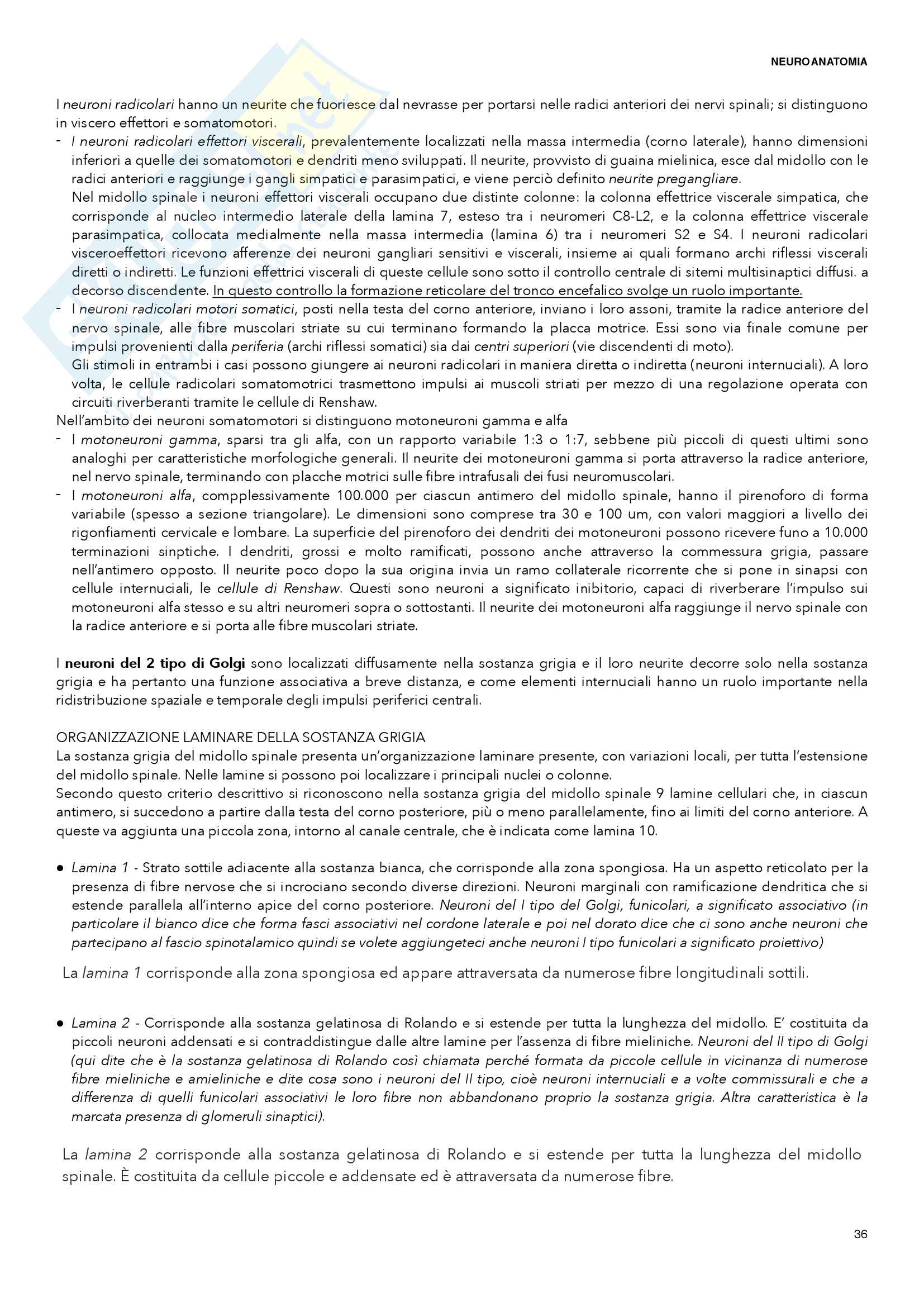 Neuroanatomia Pag. 36