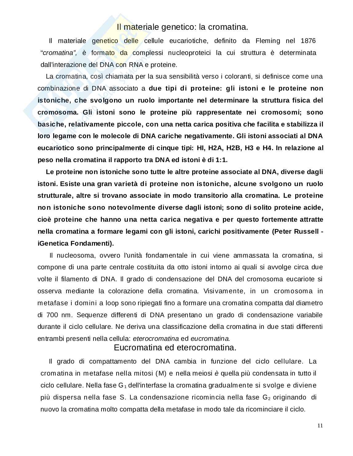Tesi: Studio dell eterocromatina costitutiva in Ophisurus serpens Actinopterygii Anguilliformes Pag. 11