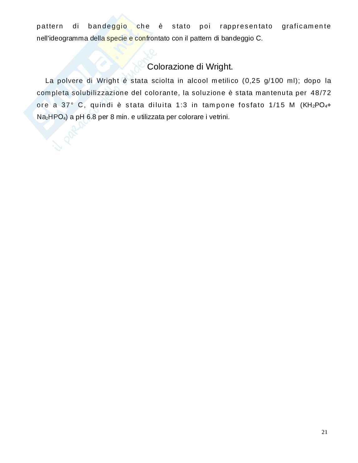 Tesi: Studio dell eterocromatina costitutiva in Ophisurus serpens Actinopterygii Anguilliformes Pag. 21