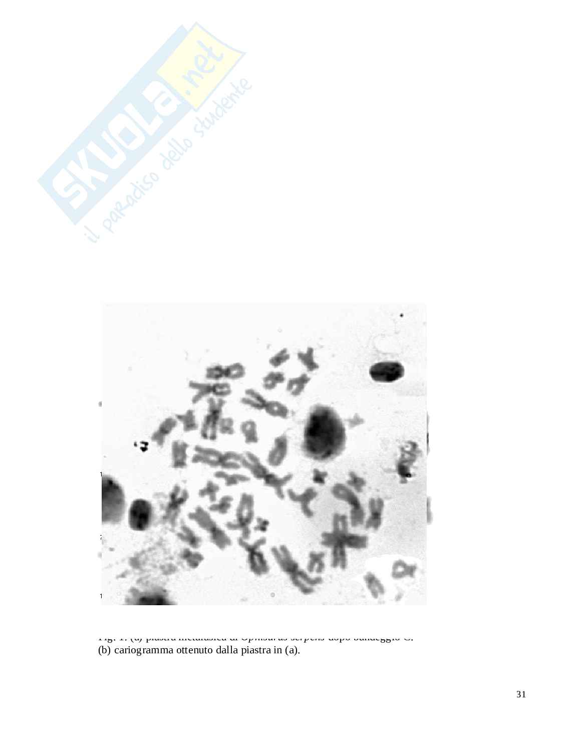 Tesi: Studio dell eterocromatina costitutiva in Ophisurus serpens Actinopterygii Anguilliformes Pag. 31