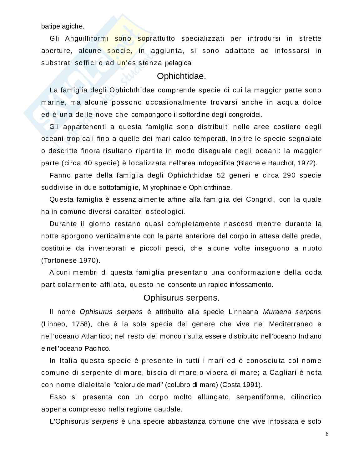 Tesi: Studio dell eterocromatina costitutiva in Ophisurus serpens Actinopterygii Anguilliformes Pag. 6