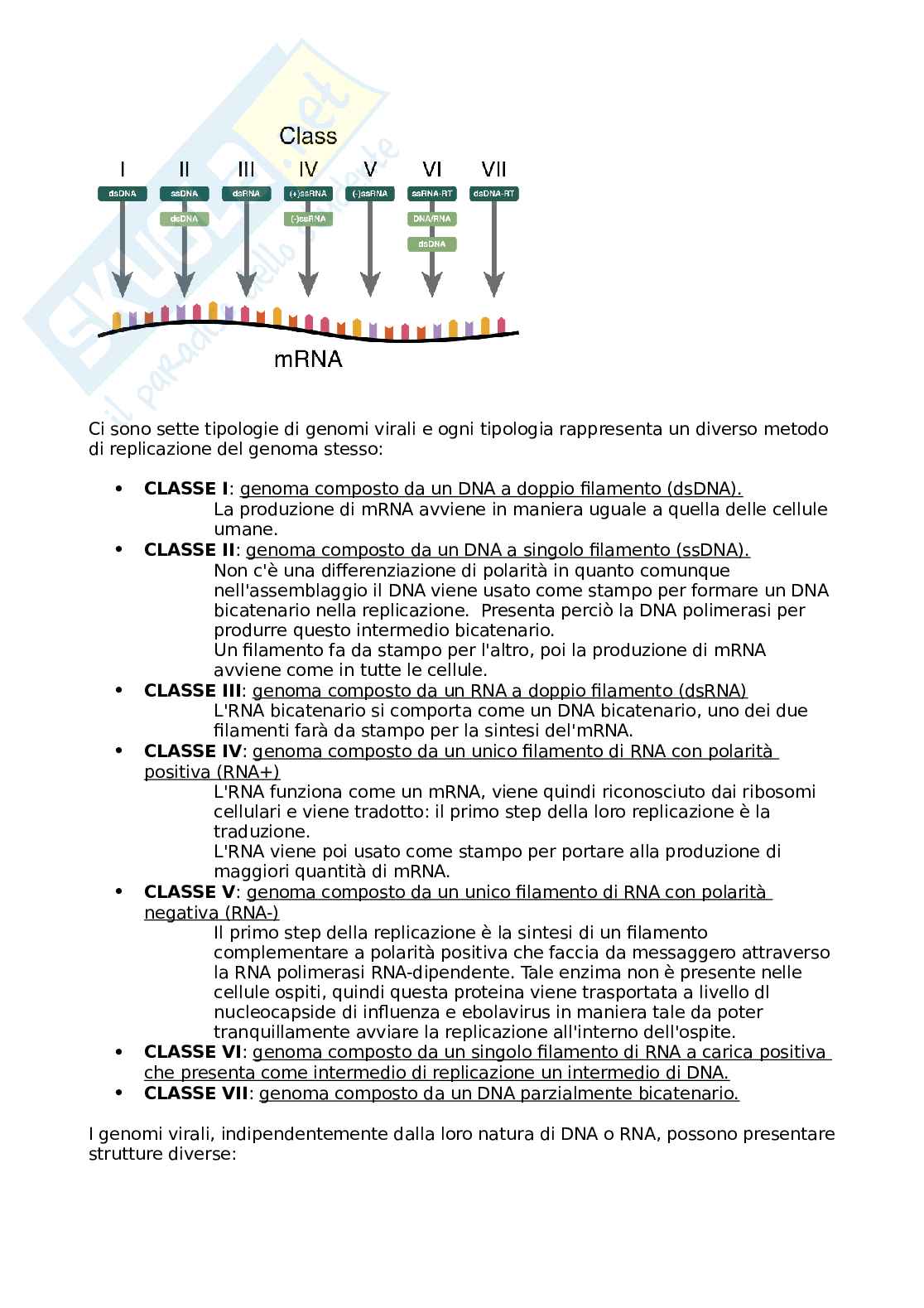 Appunti di Microbiologia (Virologia) Pag. 21
