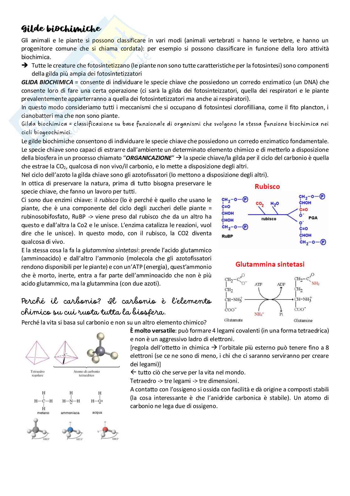 Appunti corso di Biologia Pag. 11