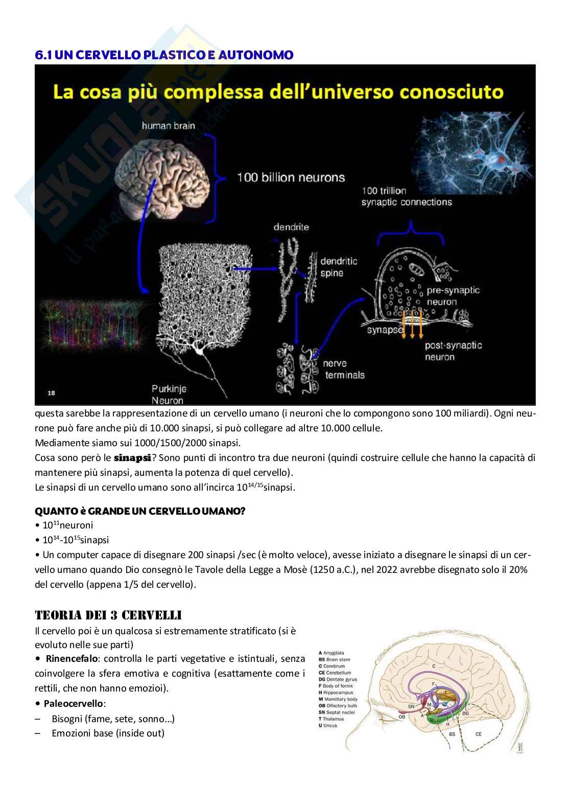 Appunti corso di Biologia Pag. 46
