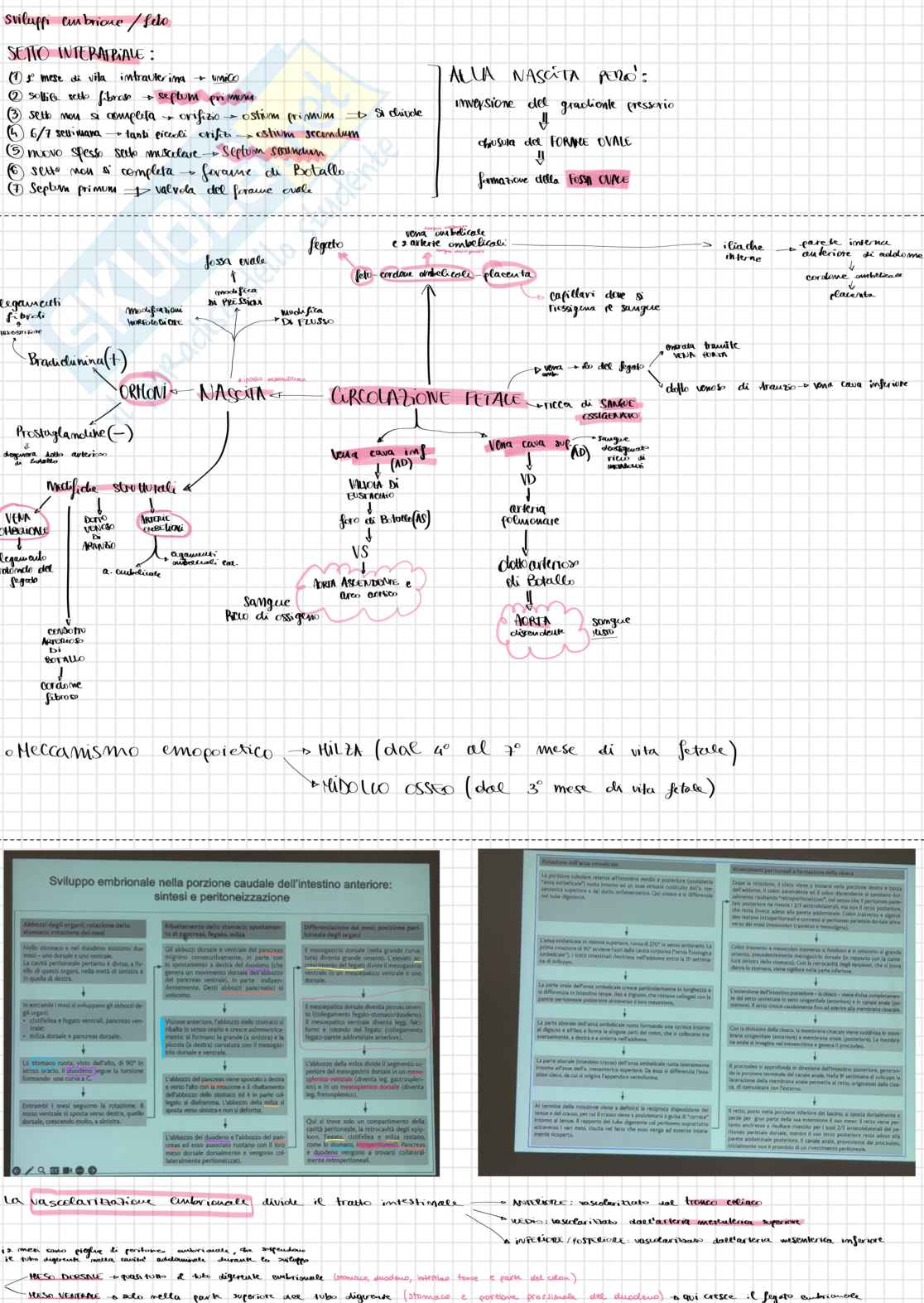 Mappe embriologia e linfatico  Pag. 1