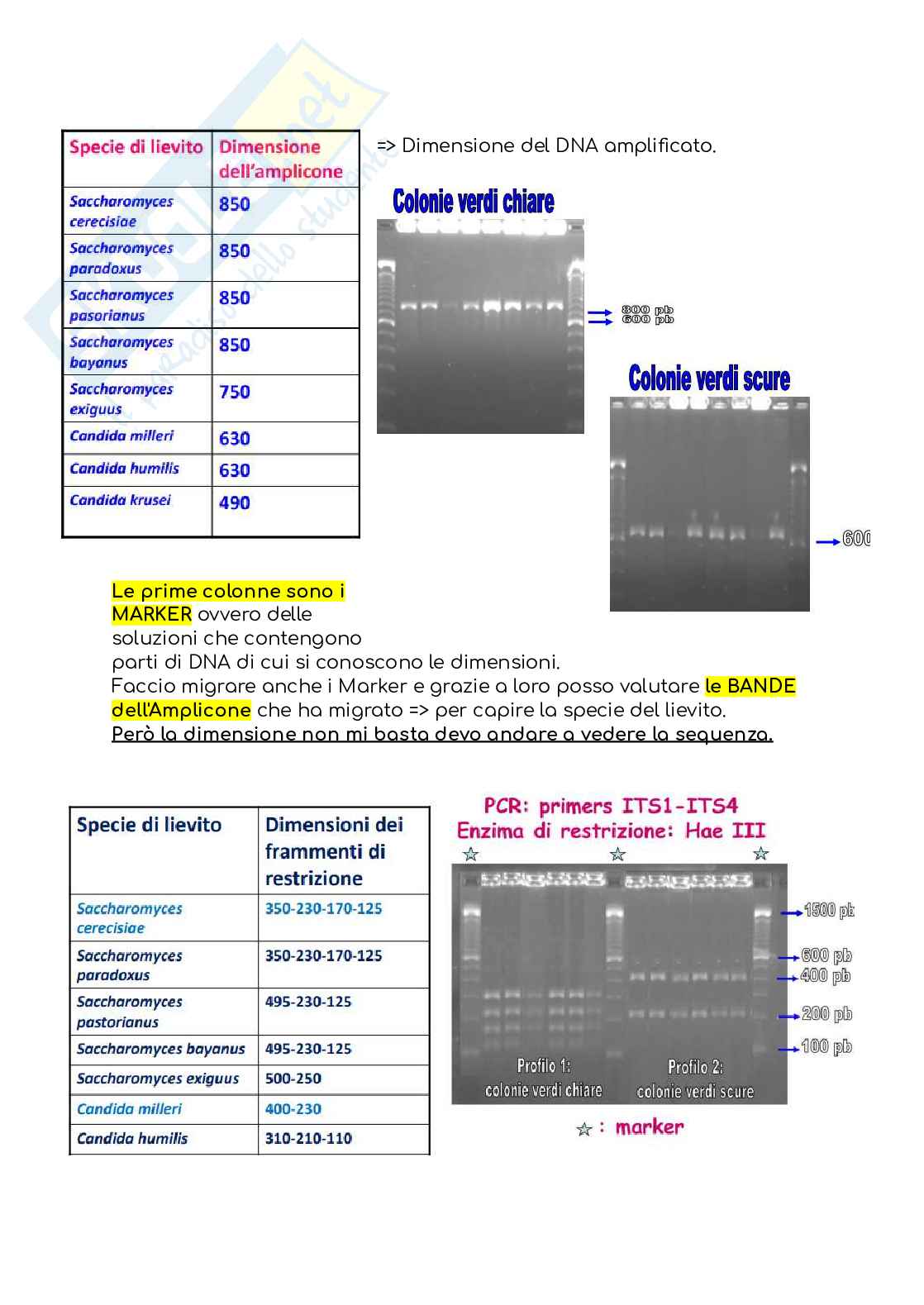 Microbiologia dei prodotti alimentari Pag. 41