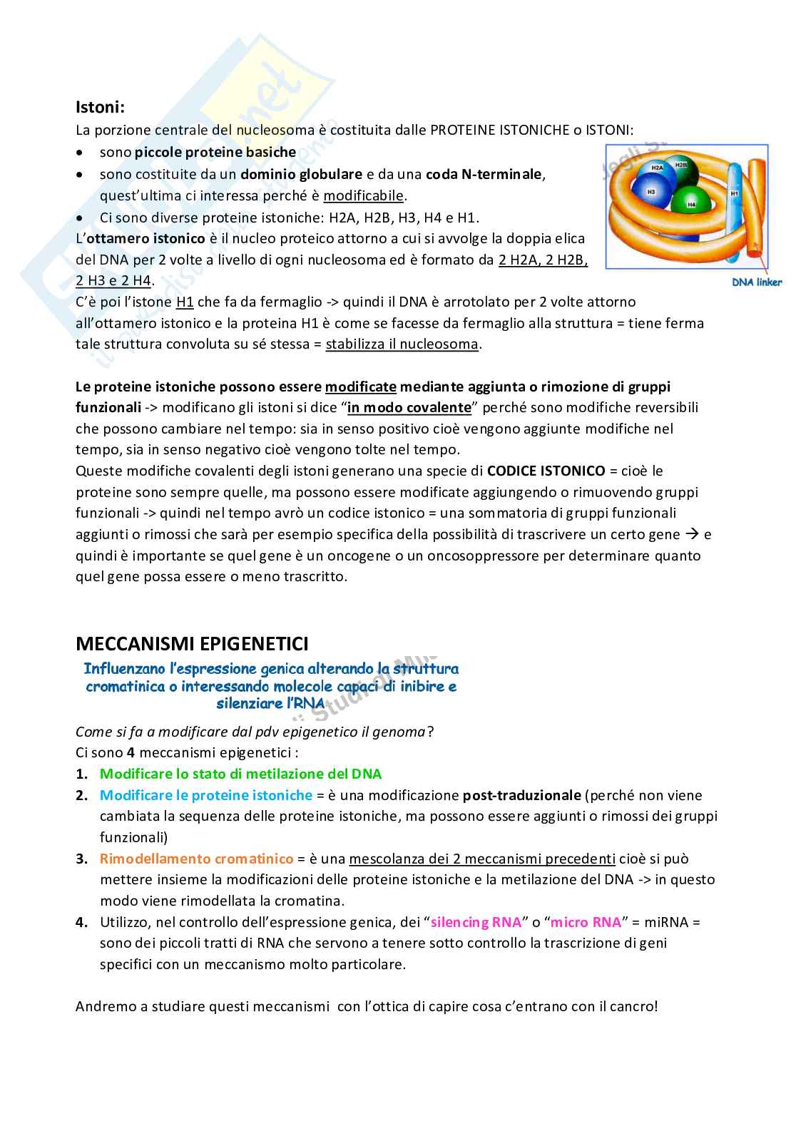 Cancerogenesi Pag. 41