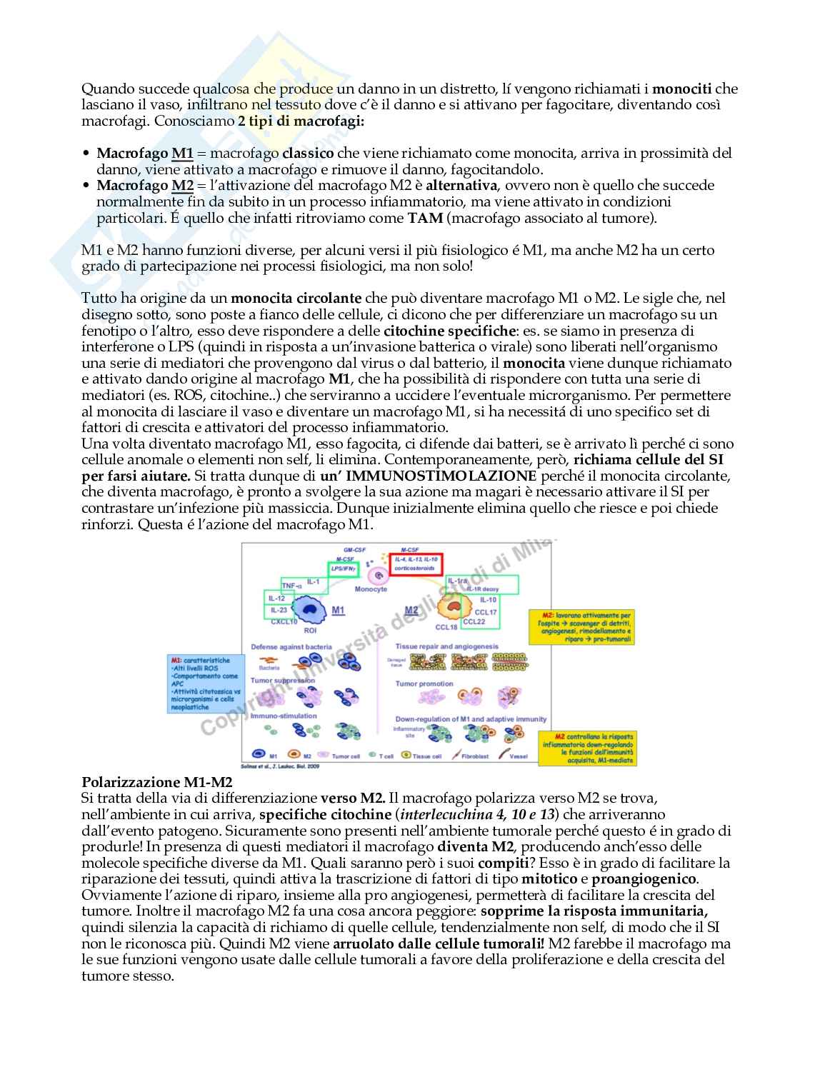 Cancerogenesi Pag. 61