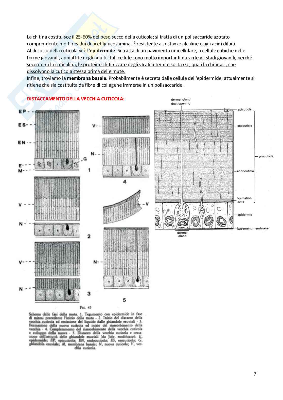 Appunti completi dell'esame di Protezione degli alimenti Pag. 71