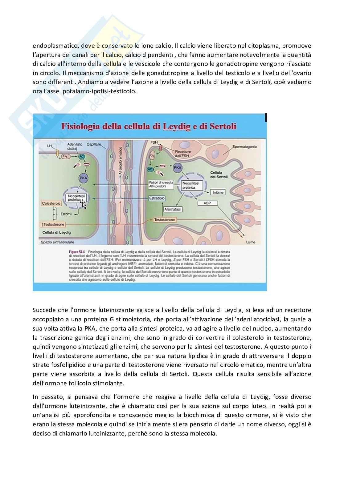 Fisiologia generale - Parte  6 Pag. 16