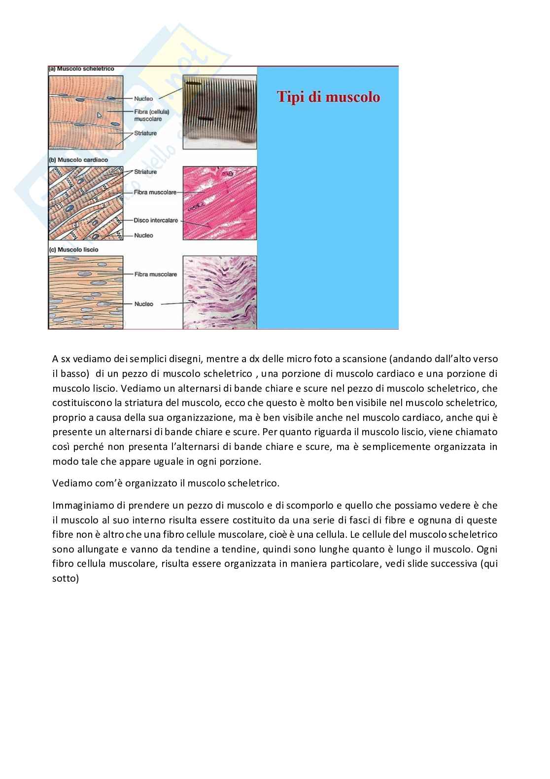 Fisiologia generale - Parte  6 Pag. 26