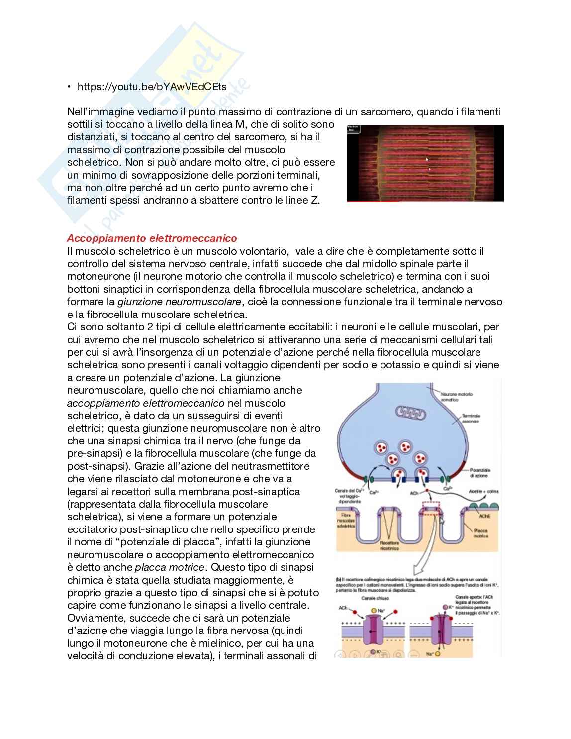 Fisiologia generale - Parte  6 Pag. 36
