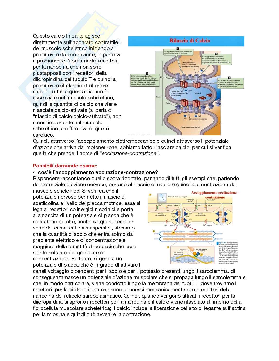 Fisiologia generale - Parte  6 Pag. 41