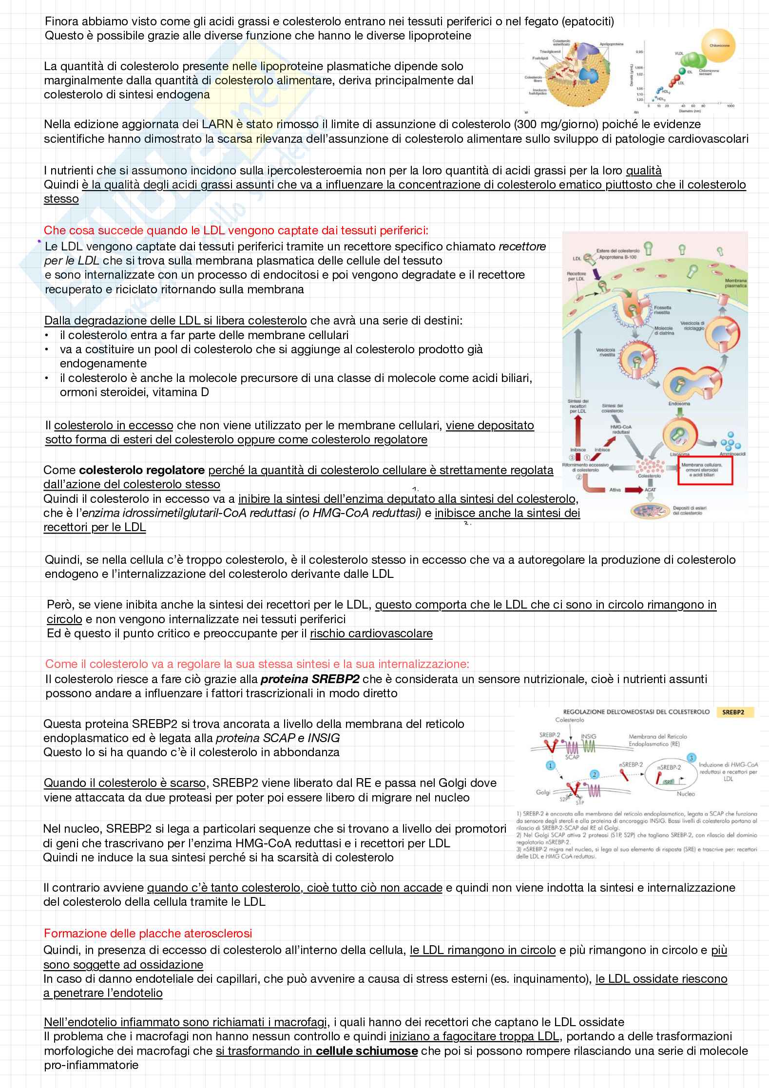 Biochimica della nutrizione Pag. 16