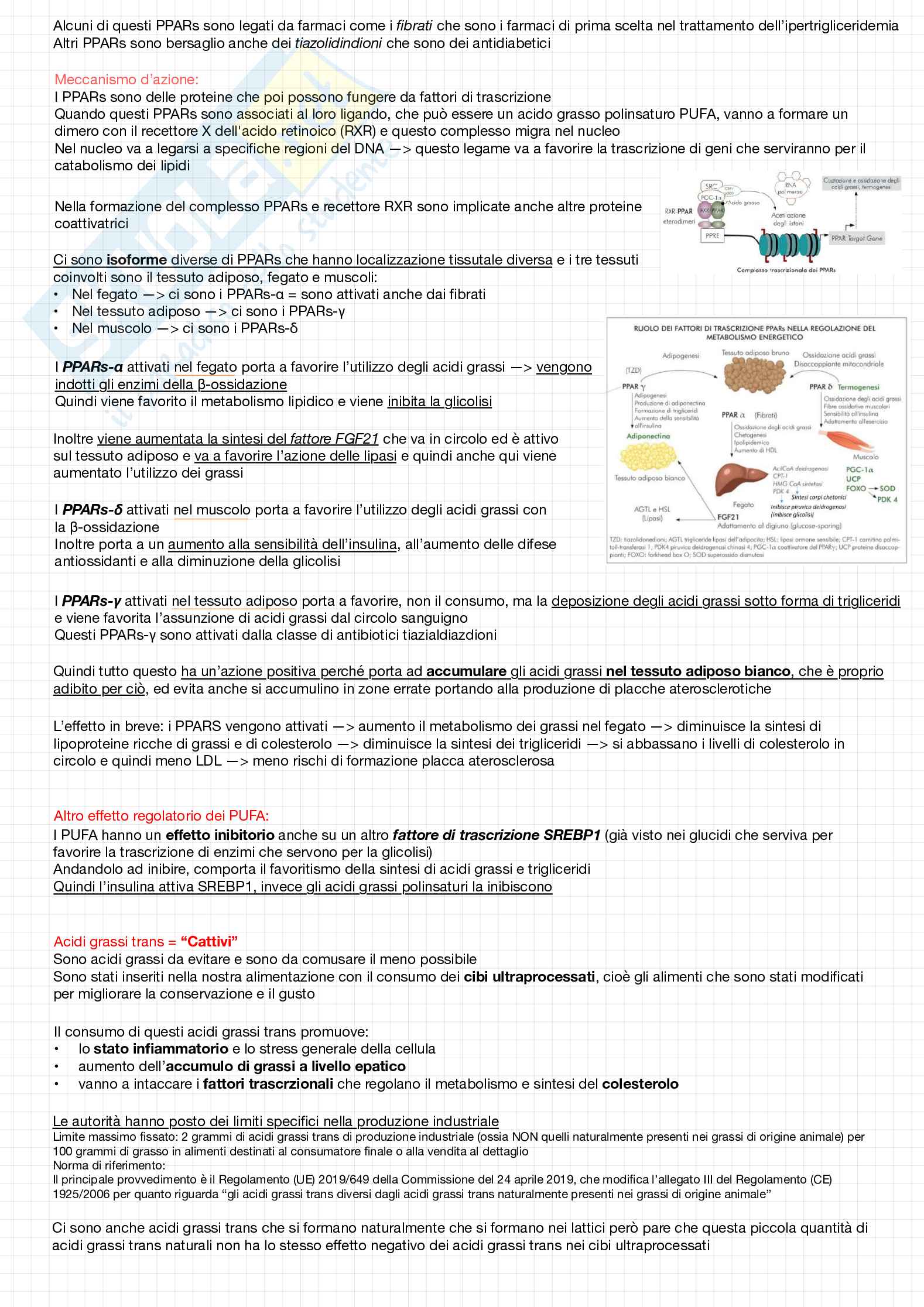 Biochimica della nutrizione Pag. 21