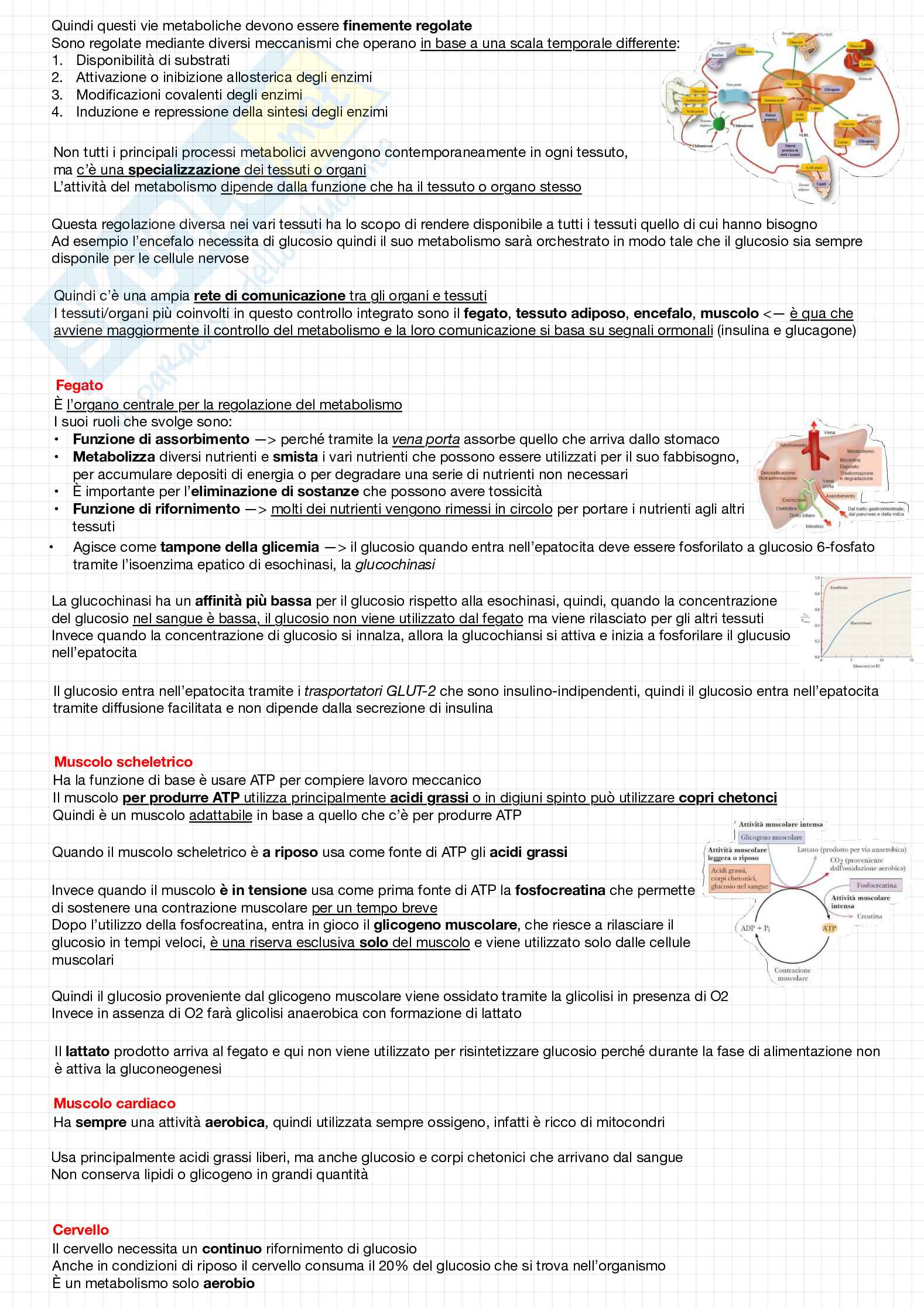 Biochimica della nutrizione Pag. 26