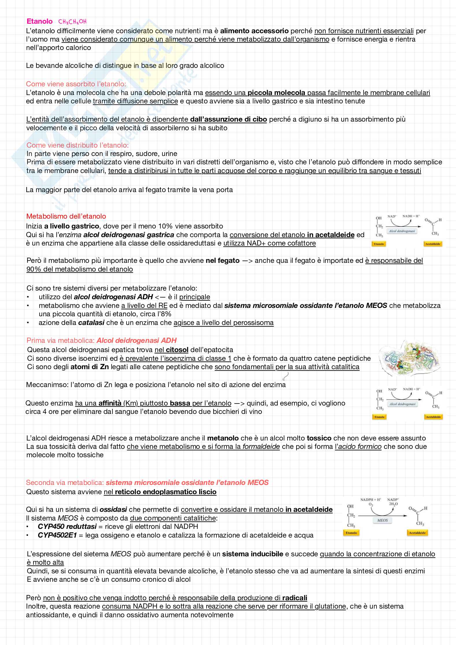 Biochimica della nutrizione Pag. 31