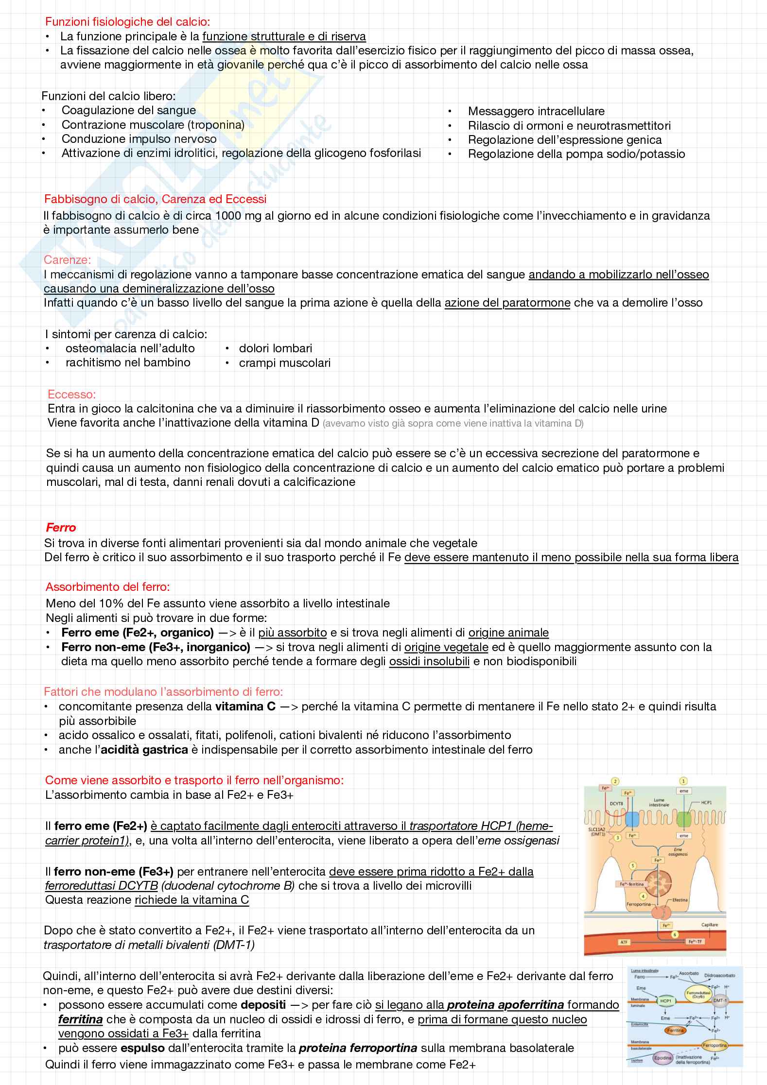 Biochimica della nutrizione Pag. 41