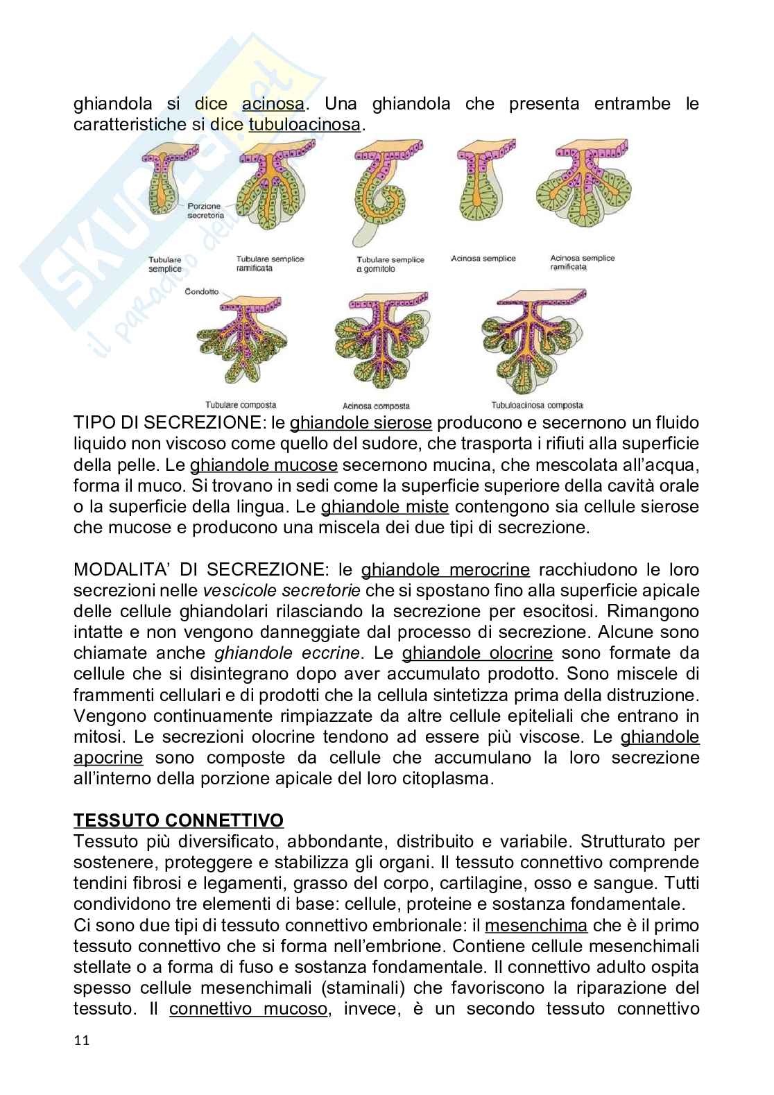Anatomia umana Pag. 11