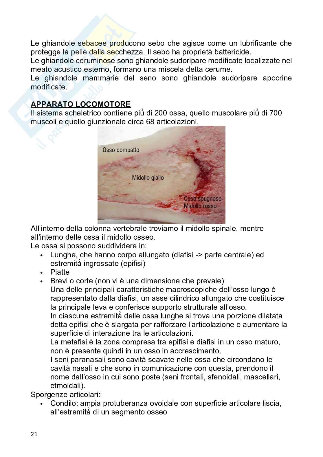 Anatomia umana Pag. 21