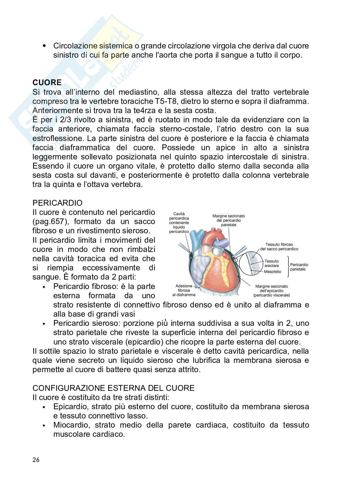 Anatomia umana Pag. 26